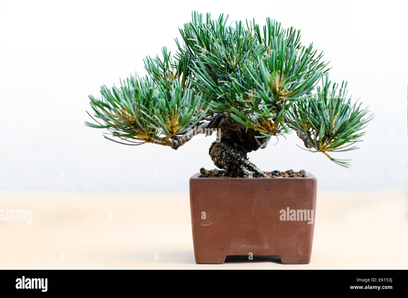 bonsai pine tree in a traditional pot Stock Photo