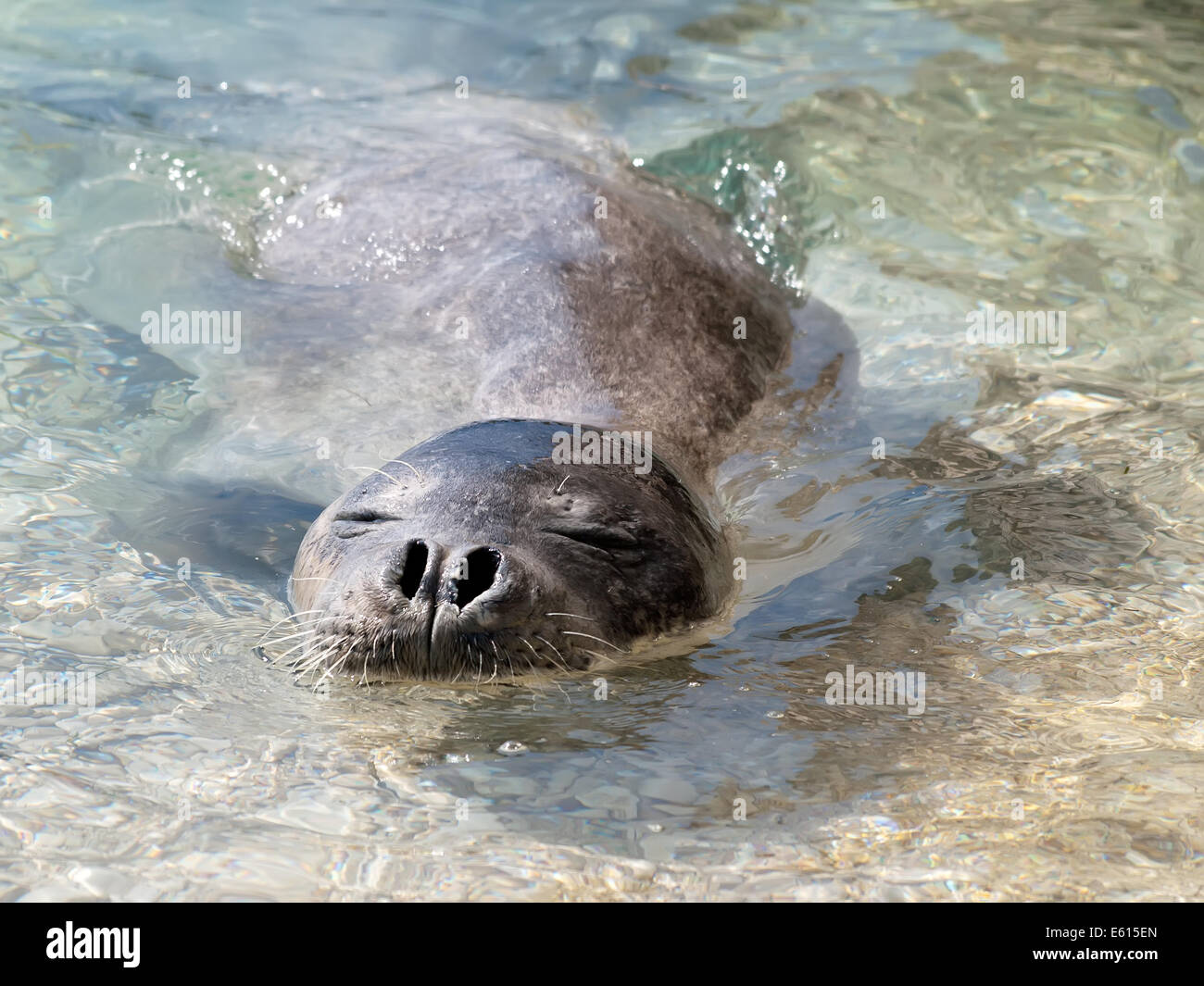 Mediterranean monk seal relax in sea shallows Stock Photo