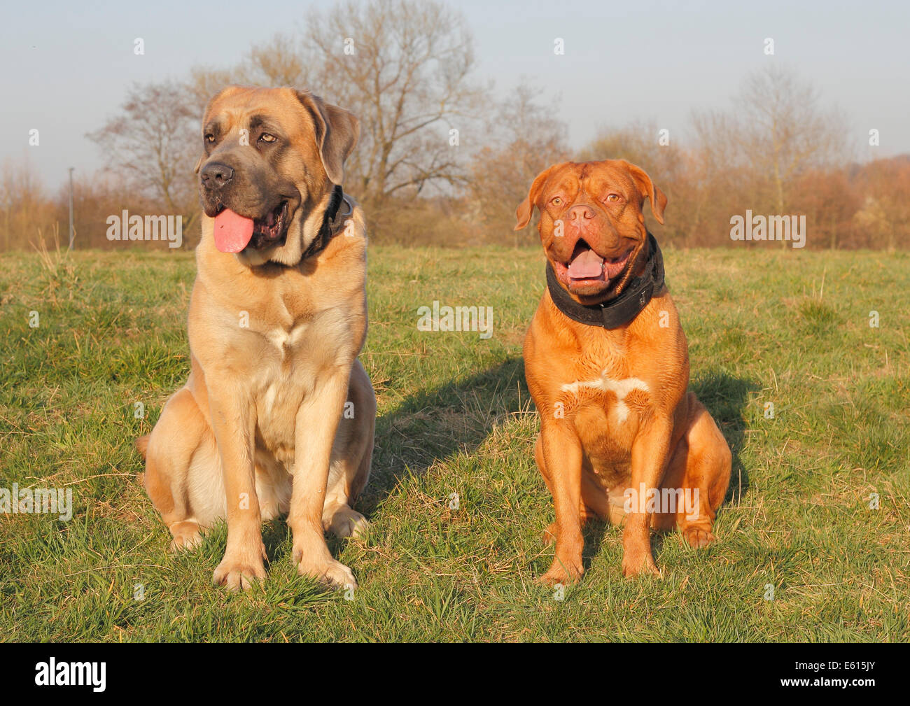 cane corso dogue de bordeaux