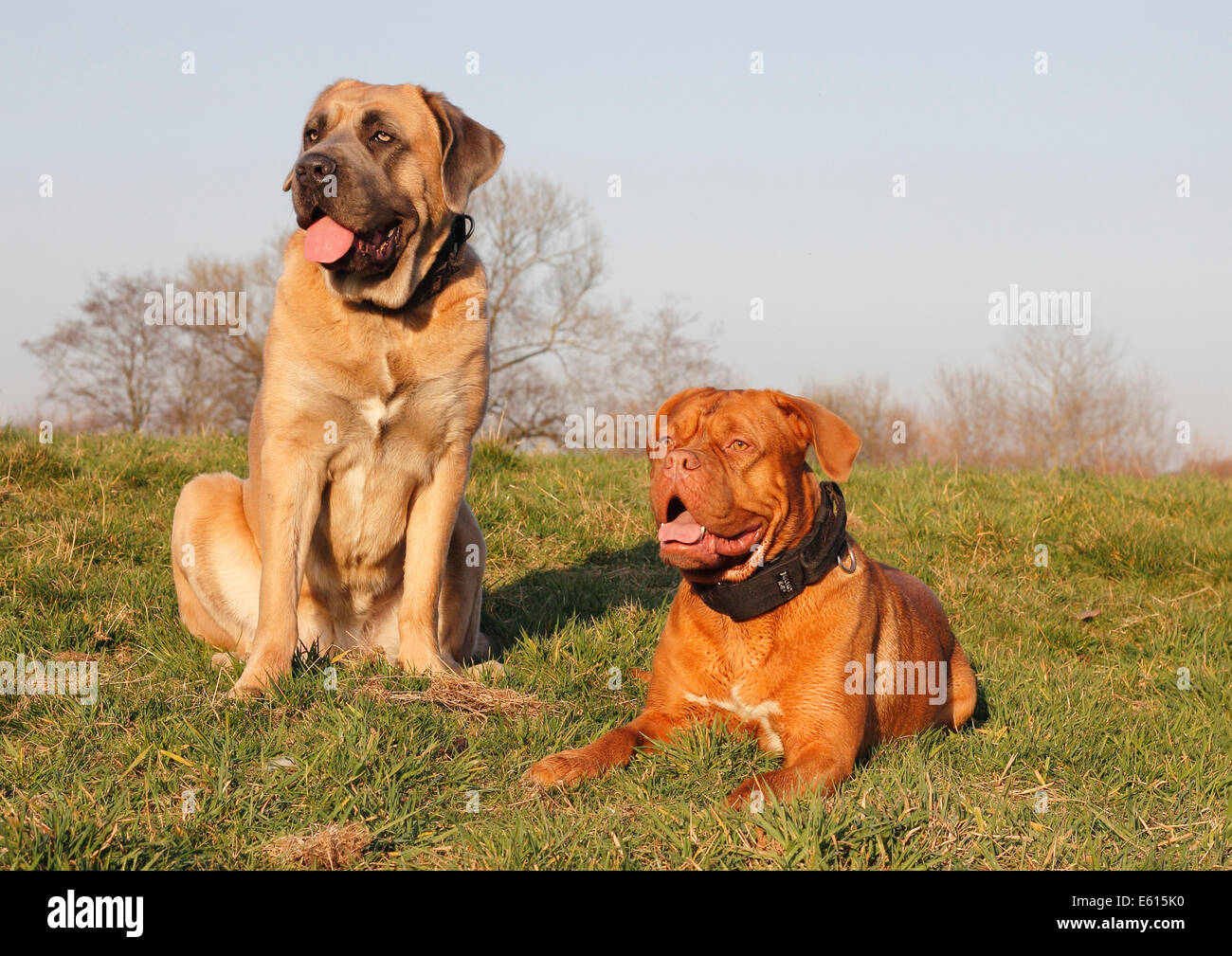 cane dogue