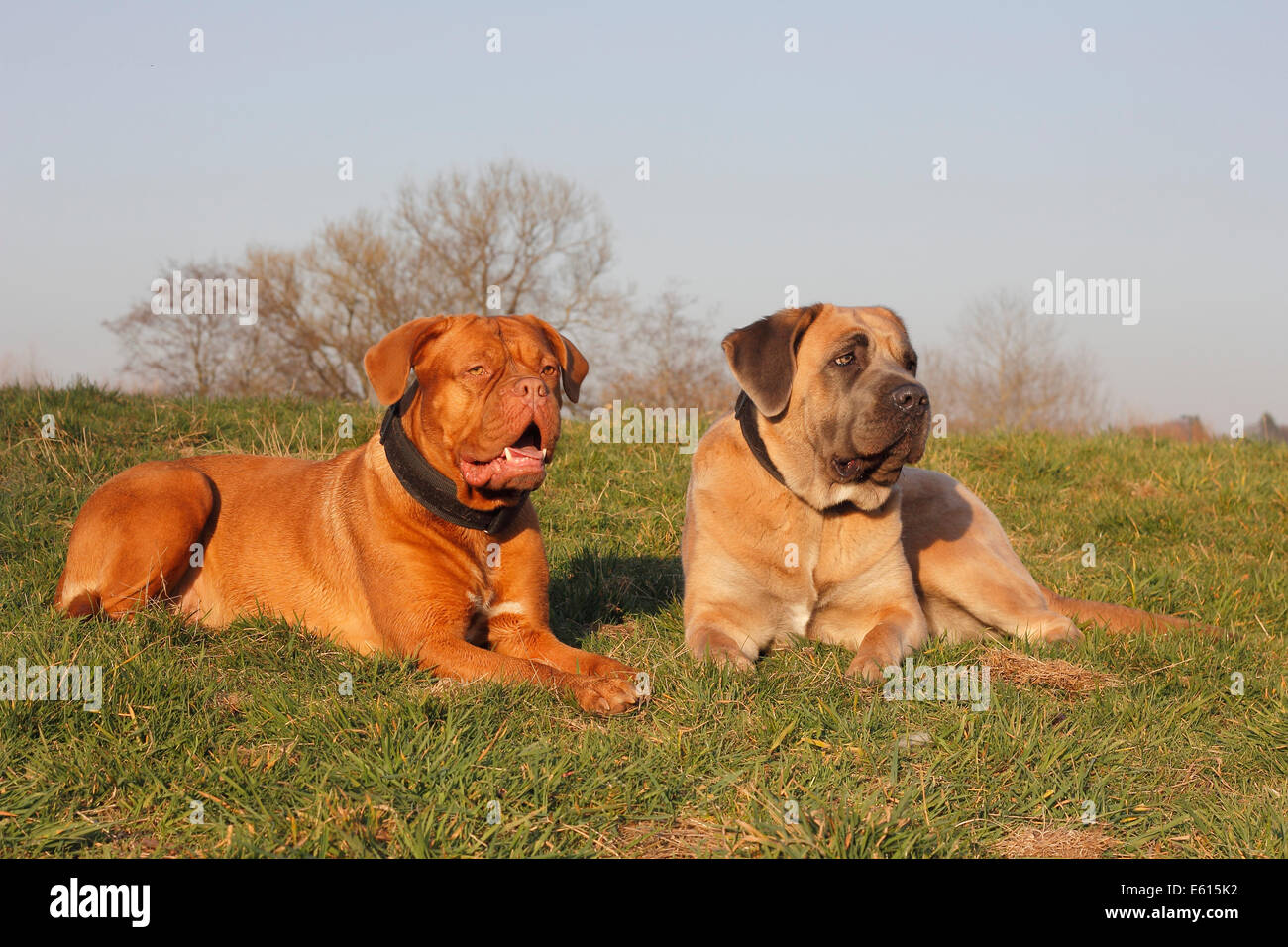 cane dogue