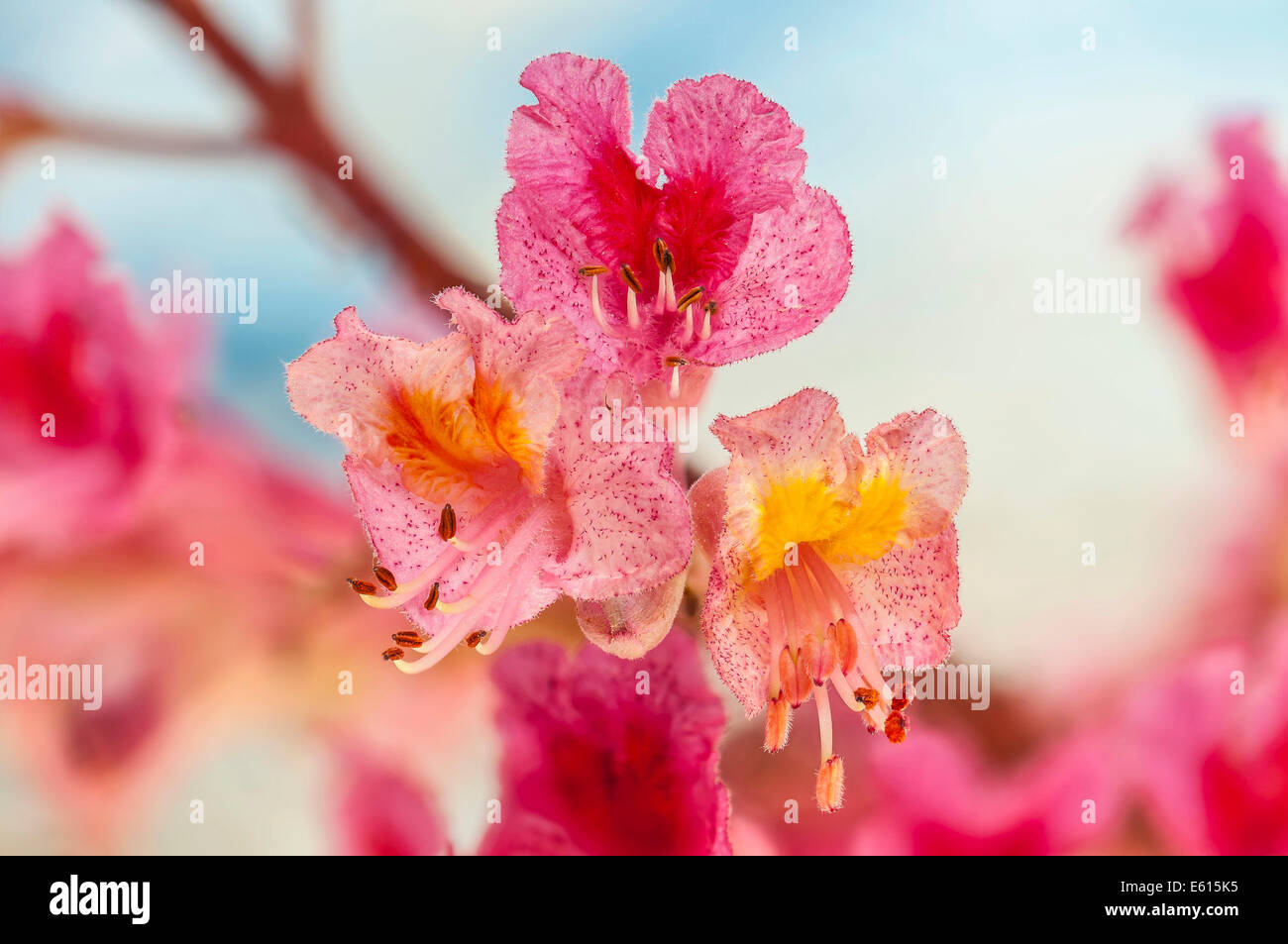 Red Horse-chestnut (Aesculus x carnea), blossoms, Hesse, Germany Stock Photo