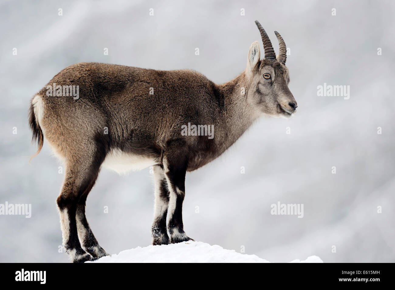 Alpine Ibex (Capra ibex), female in winter, Germany Stock Photo