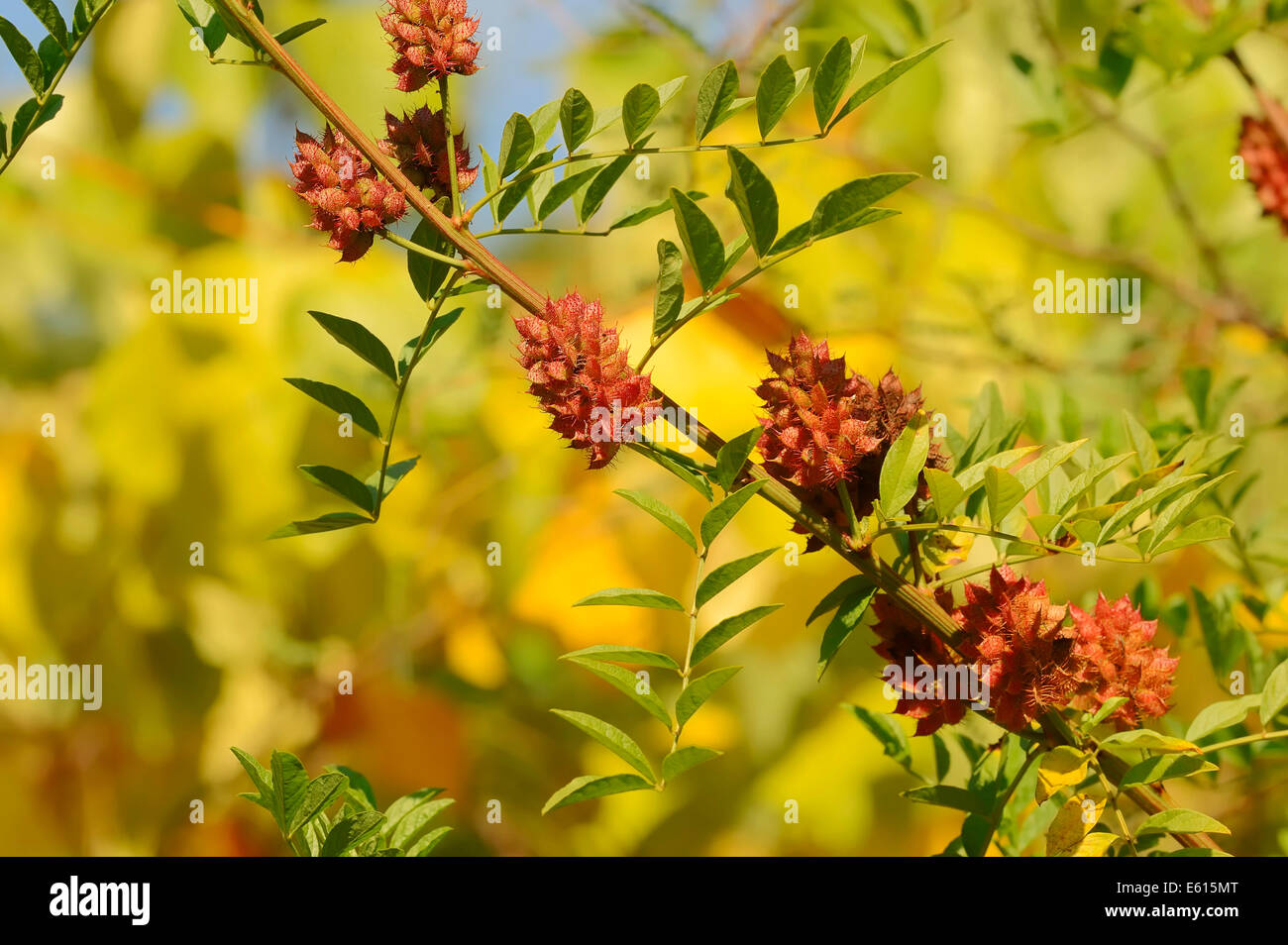 Licorice (Glycyrrhiza glabra), branch with fruit, Germany Stock Photo