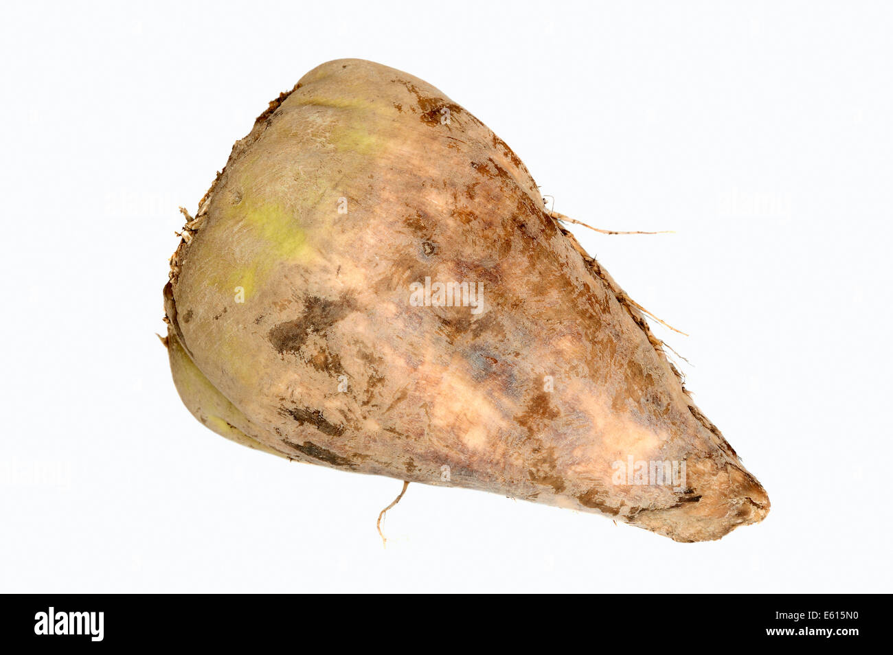 Sugar Beet (Beta vulgaris ssp. vulgaris var. altissima) Stock Photo