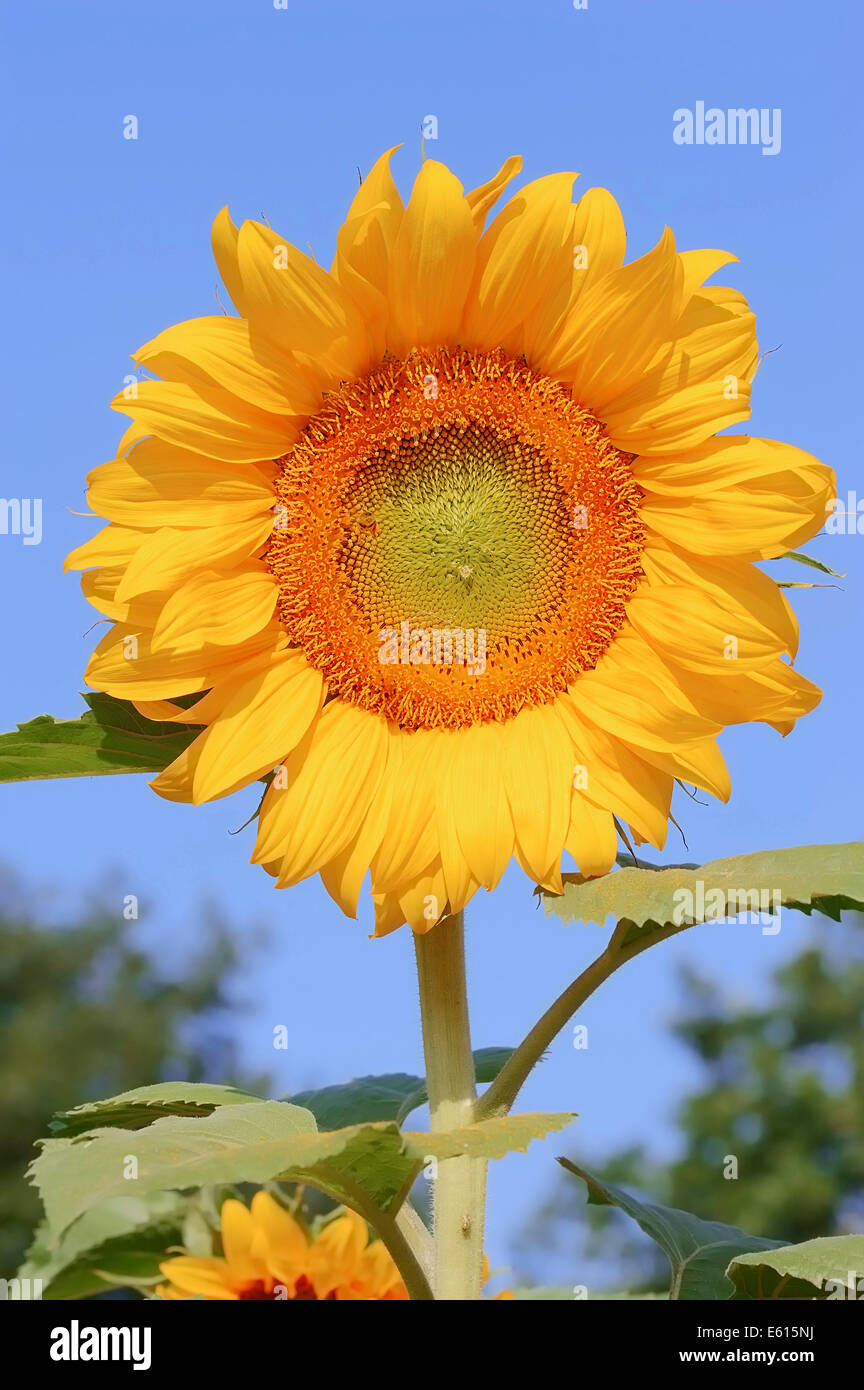 Sunflower (Helianthus annuus) flower, North Rhine-Westphalia, Germany Stock Photo