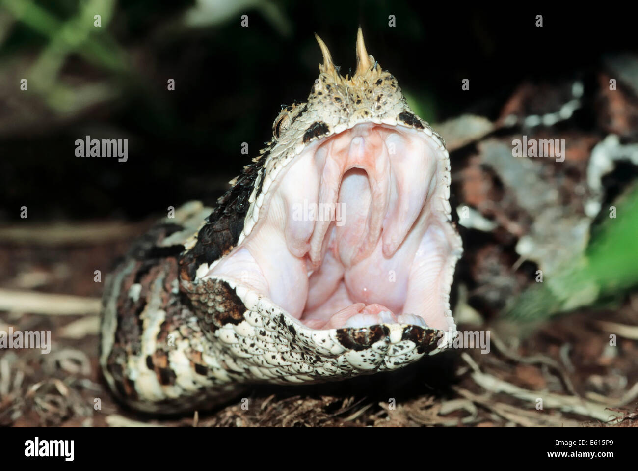 Rhinoceros viper (Bitis nasicornis) with open mouth, native to Stock