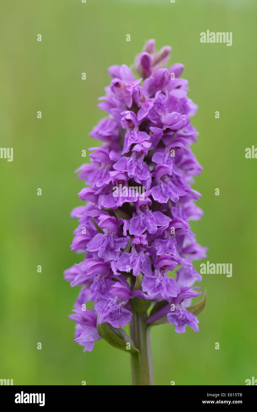 Western Marsh Orchid (Dactylorhiza majalis), Texel, province of North Holland, The Netherlands Stock Photo