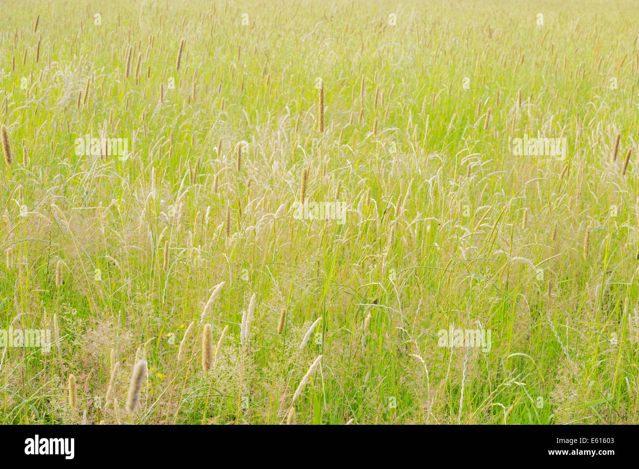 Mixed wild grasses  in an agricultural meadow, Wales, UK Stock Photo