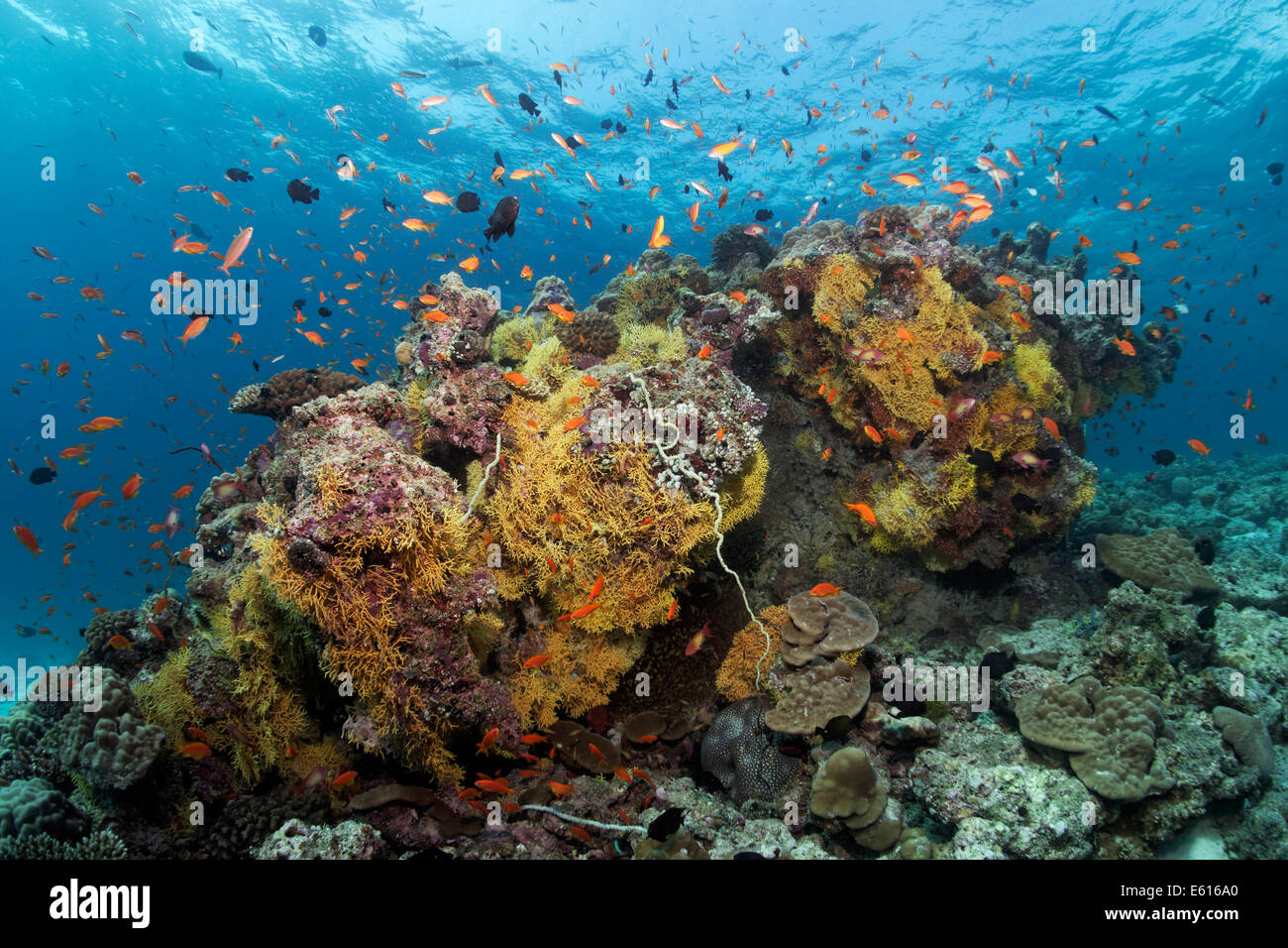 Coral block from various soft corals and hard corals, with Anthias (Anthiinae), Lhaviyani Atoll, Indian Ocean, Maldives Stock Photo