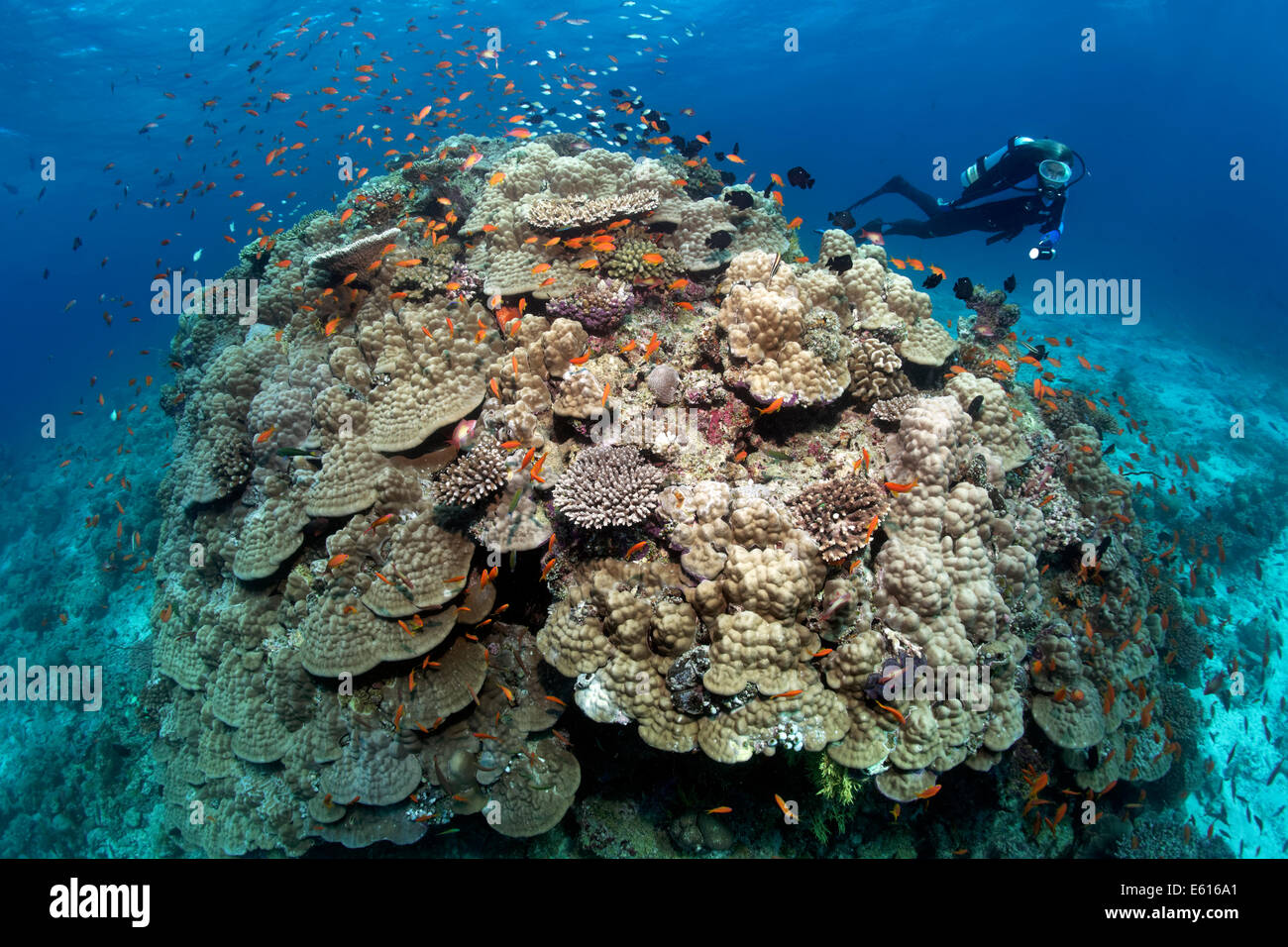 Scuba Diver looking at a large stone coral with Anthias (Anthiinae), Lhaviyani Atoll, Indian Ocean, Maldives Stock Photo