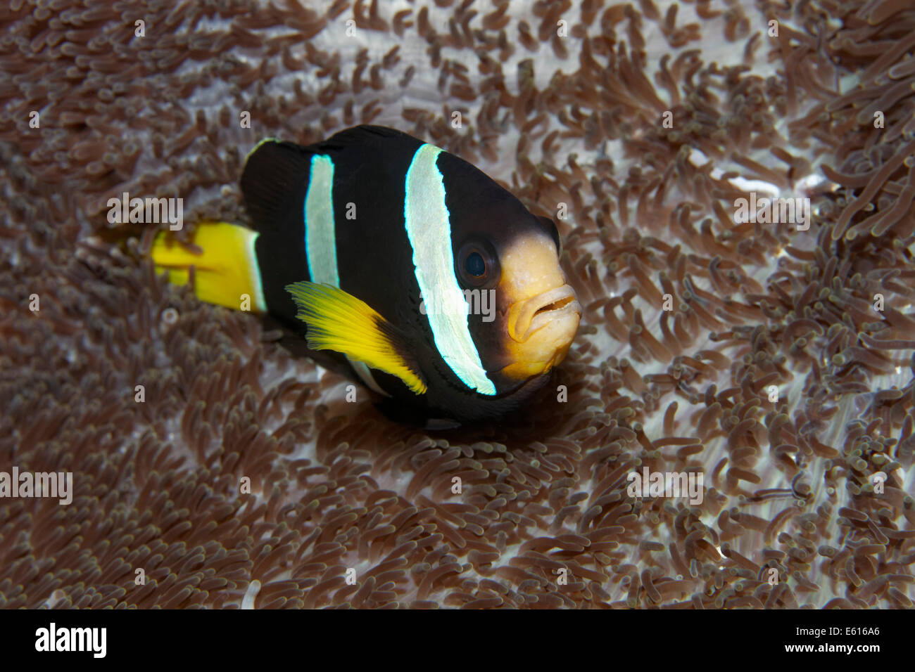 Clark's Anemonefish or Yellowtail Clownfish (Amphiprion clarkii) at a Merten's Carpet Anemone (Stichodactyla mertensii) Stock Photo