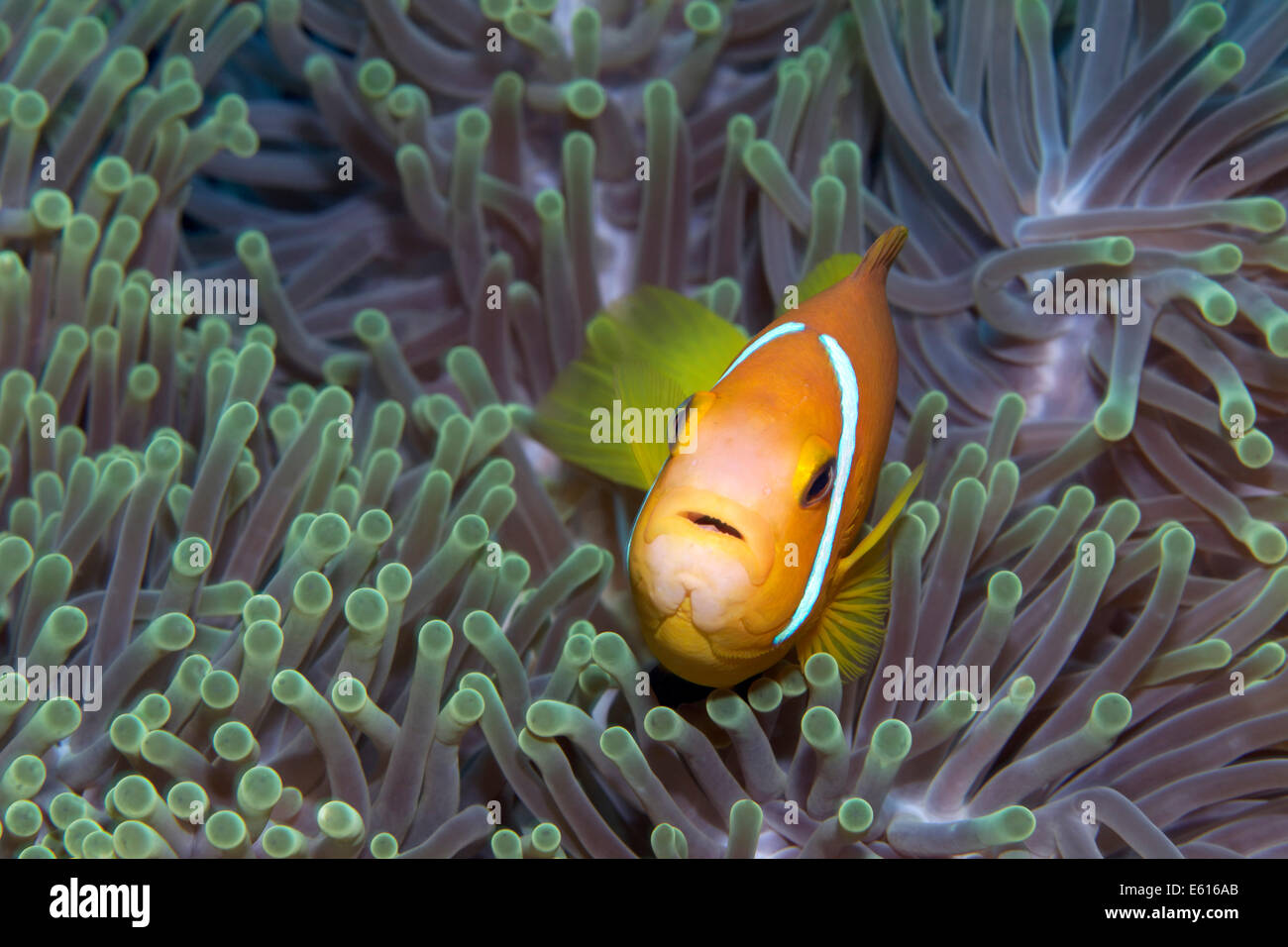 Maldive Anemonefish or Blackfinned Anemonefish (Amphiprion nigripes) in a Magnificent Sea Anemone (Heteractis magnifica) Stock Photo
