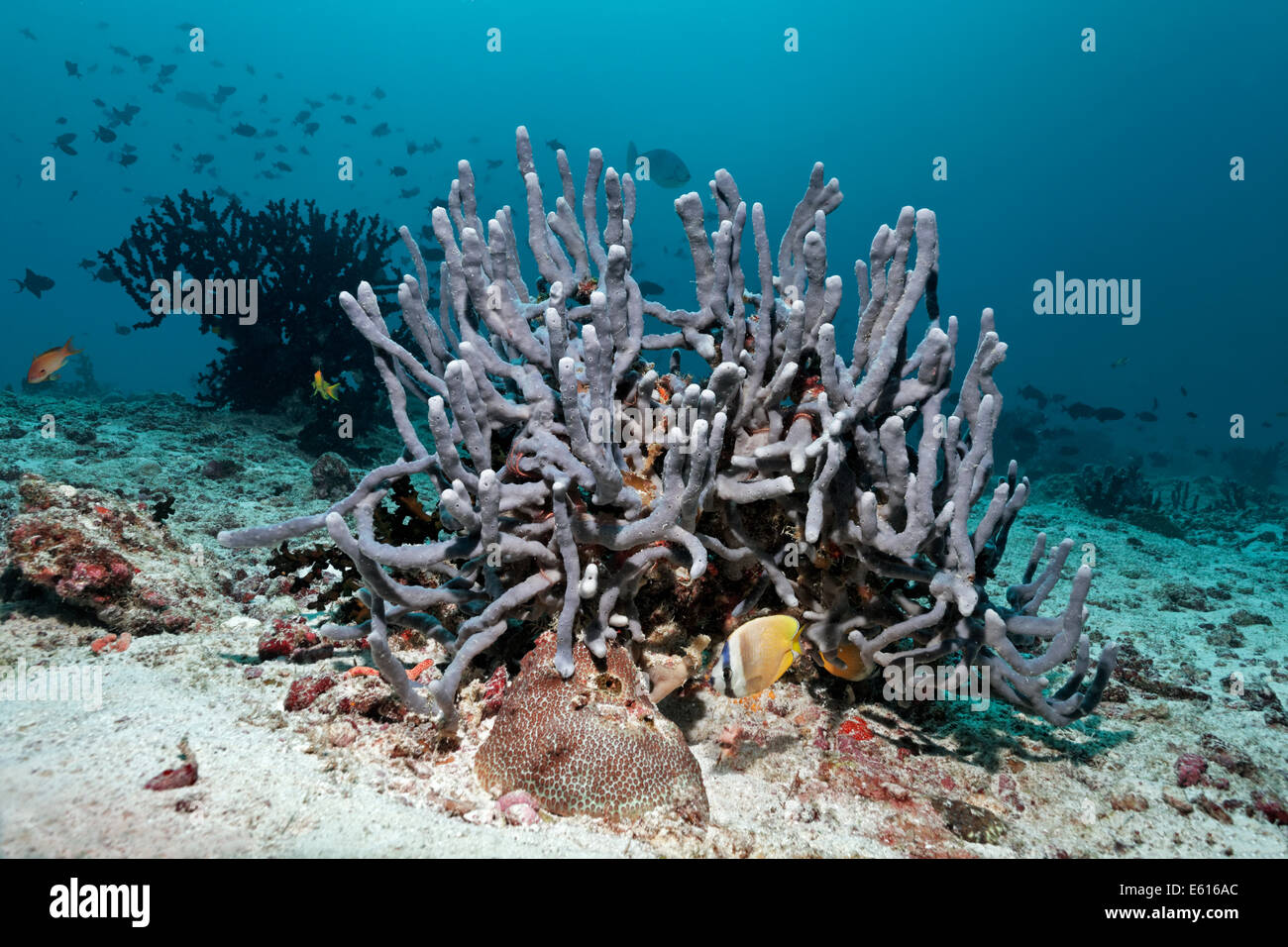 Sponge (Cribrochalina sp.), Sunburst Butterflyfish (Chaetodon kleinii), Lhaviyani Atoll, Indian Ocean, Maldives Stock Photo