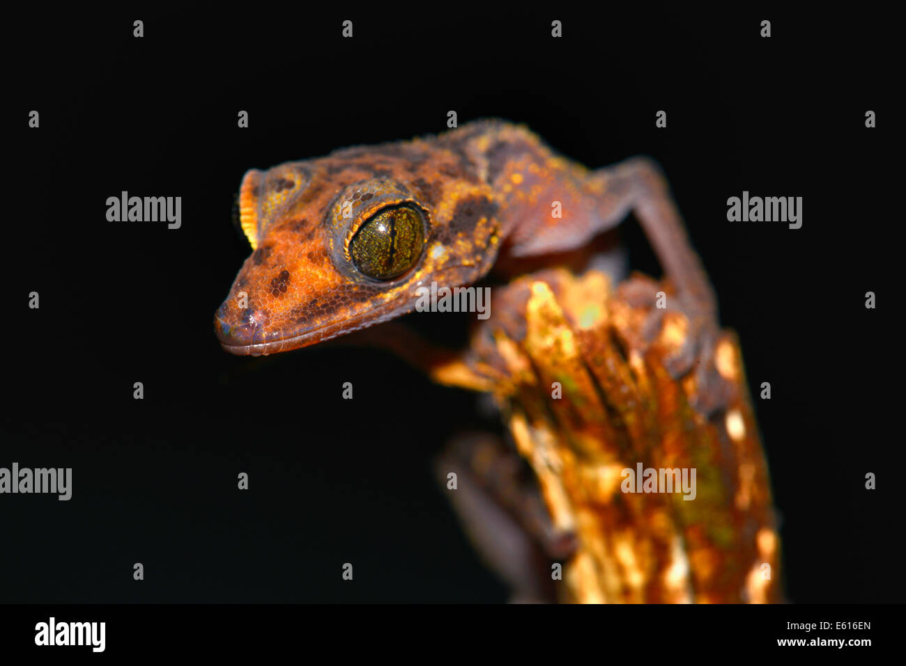 Graceful Madagascar Ground Gecko (Paroedura gracilis), Marojejy National Park, Madagascar Stock Photo