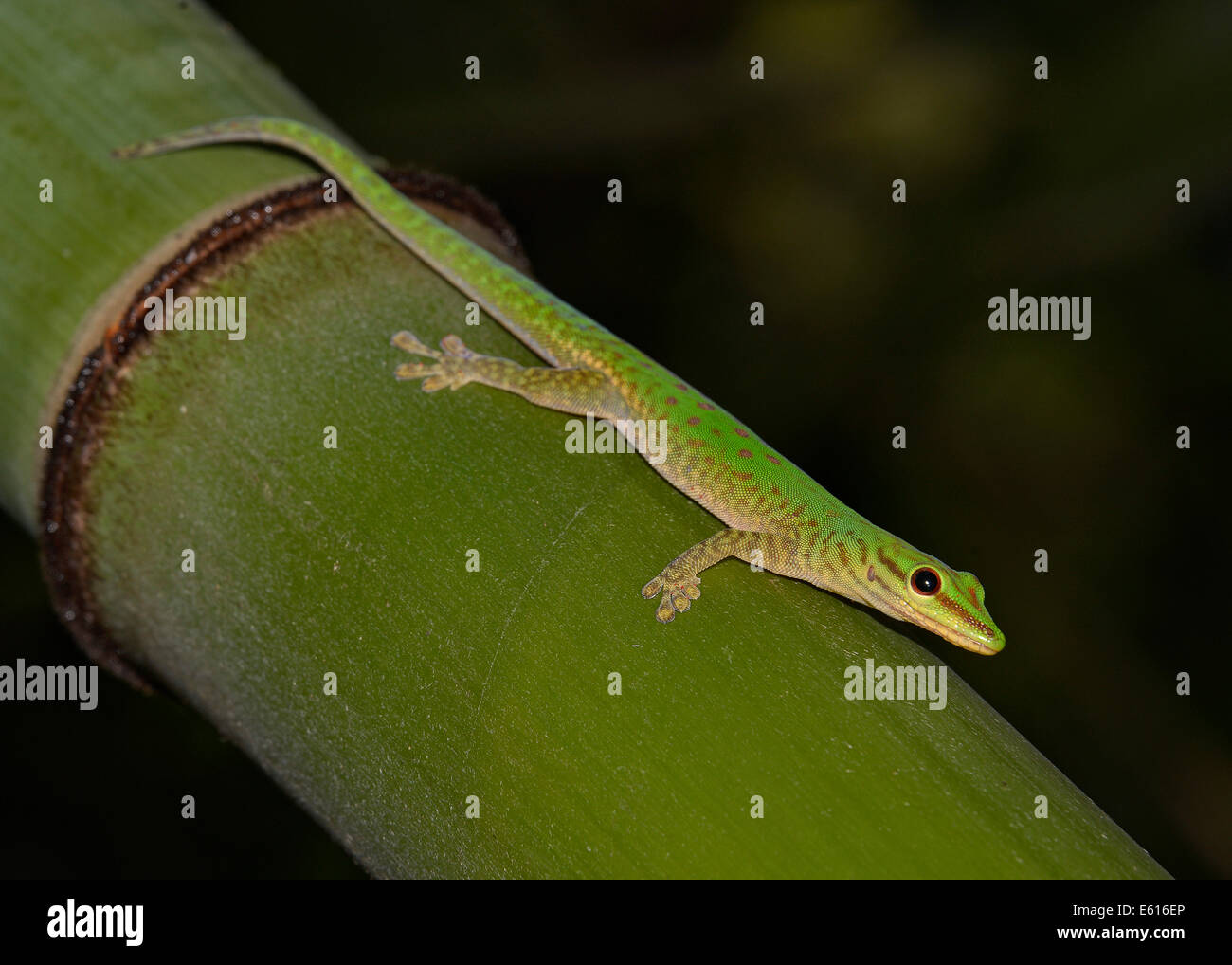 Speckled Day Gecko (Phelsuma guttata), Marojejy National Park ...