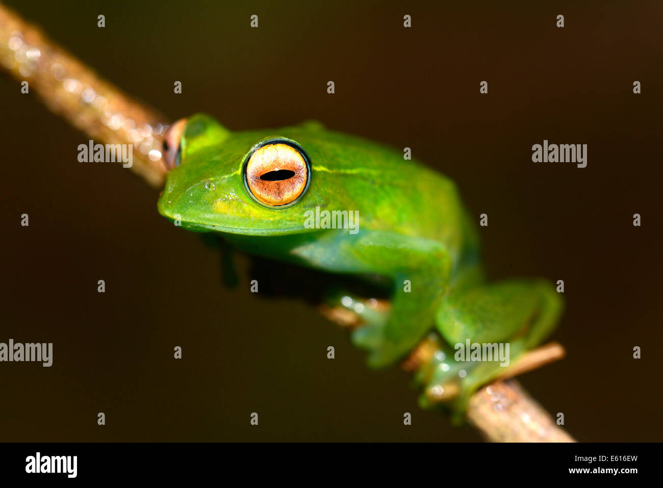 Poison Dart Frog, Skeleton Frog (Boophis luteus), Montagne d'Ambre National Park, Madagascar Stock Photo