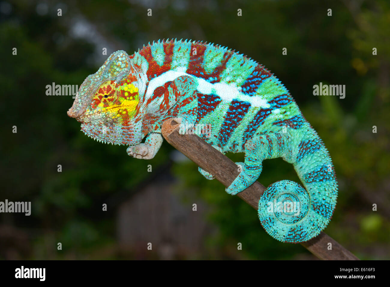 Panther Chameleon (Furcifer pardalis), male, Ambanja, Madagascar Stock Photo