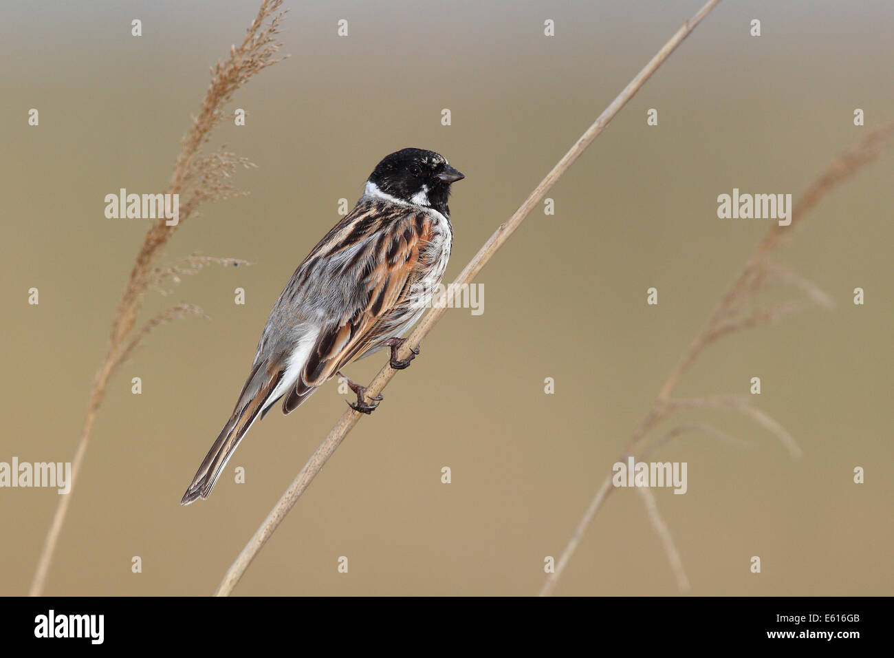 Common Reed Bunting (Emberiza schoeniclus), male perched on reed, Lauwersmeer National Park, Holland, The Netherlands Stock Photo