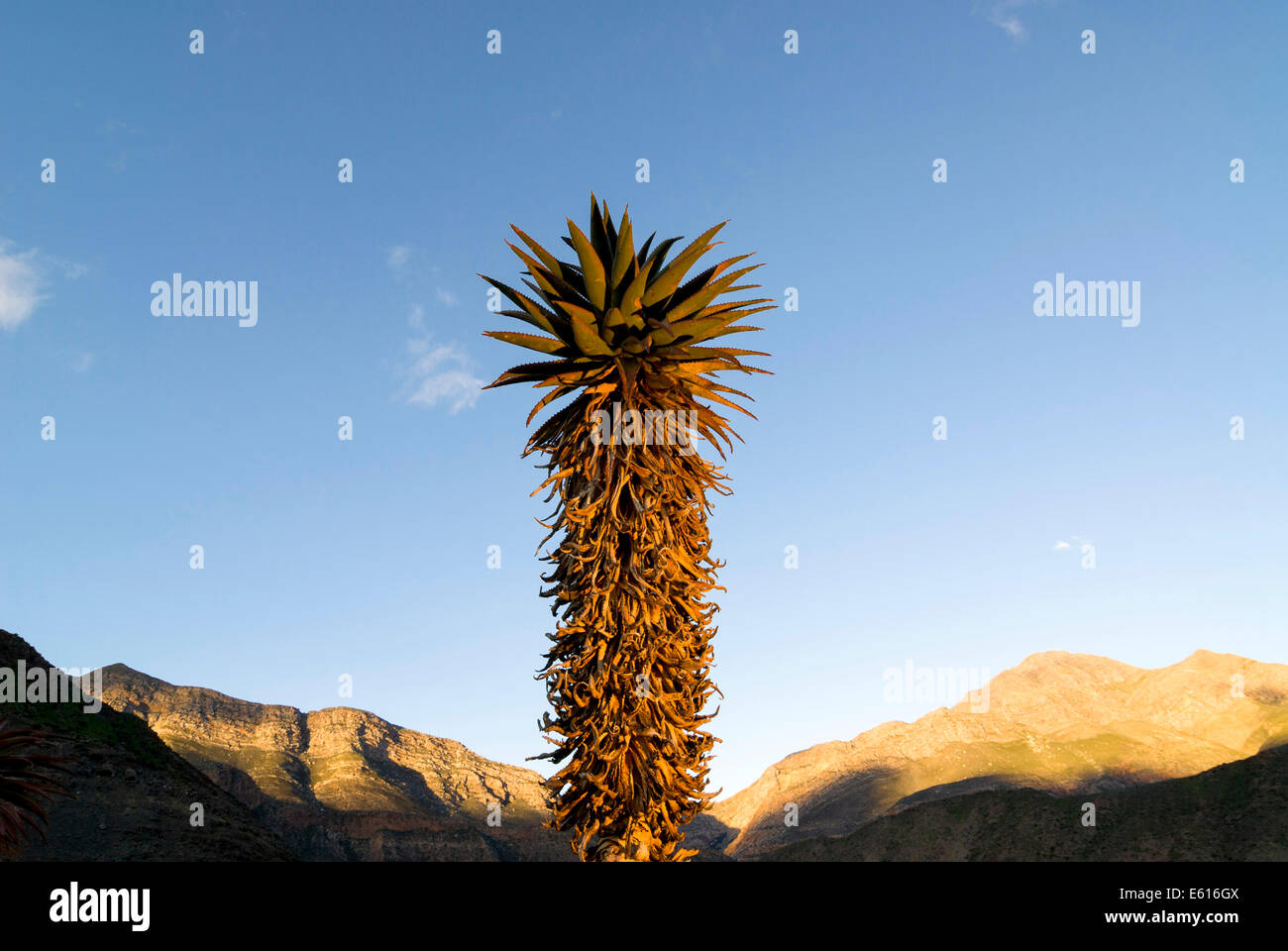 Cape Aloe (Aloe ferox) in the morning light, Swartberg Mountains, Western Cape Province, South Africa Stock Photo