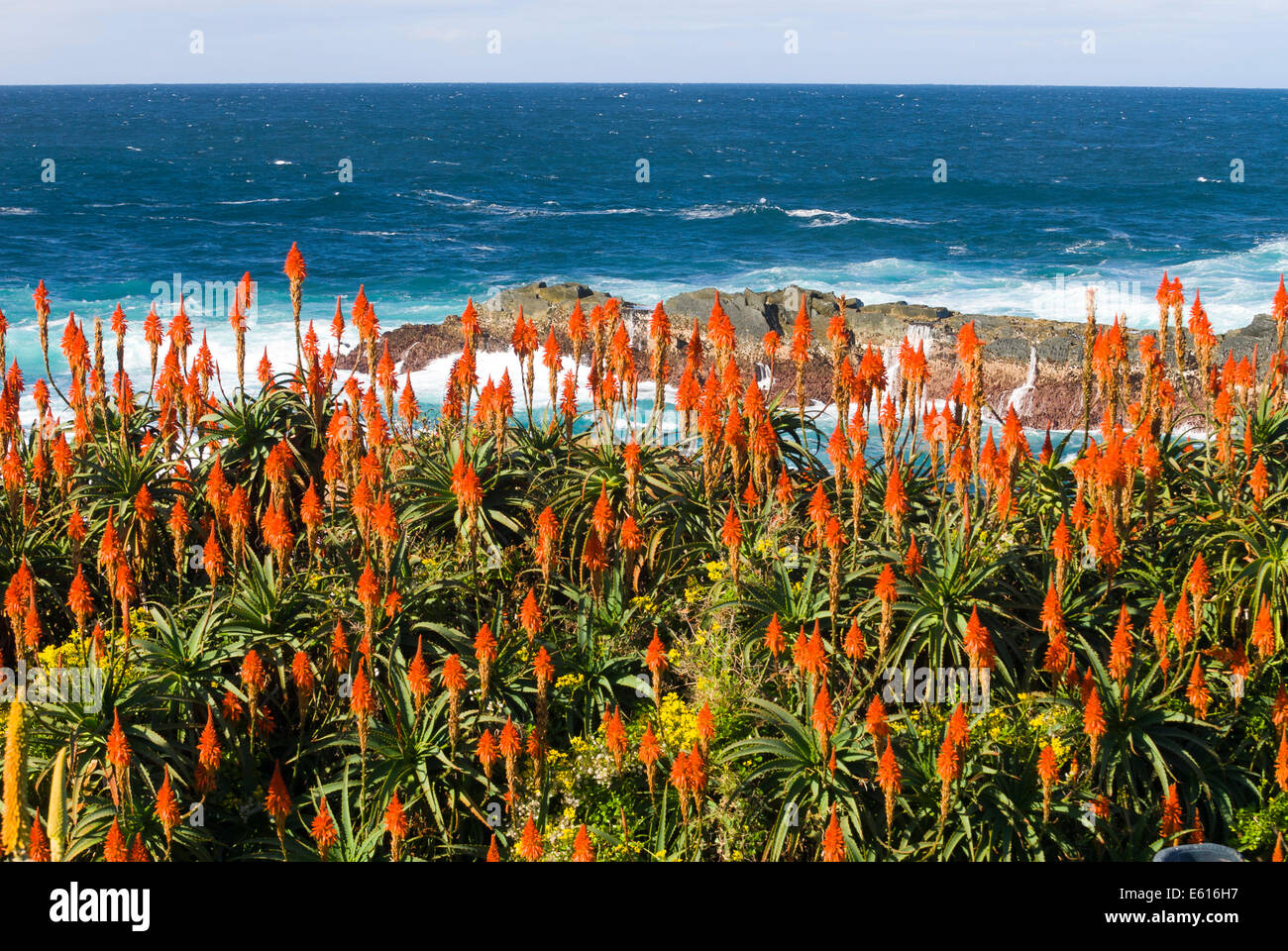 Flowering Krantz Aloe or Candelabra Aloe (Aloe arborescens) on the coast of the Indian Ocean, Garden Route National Park, Cacadu Stock Photo