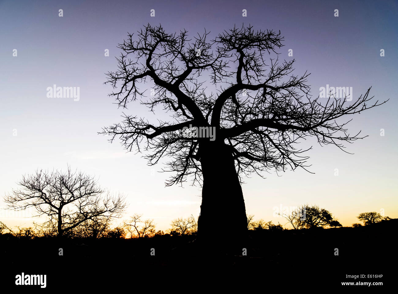 Baobab Tree (Adansonia digitata), in the evening light, Limpopo