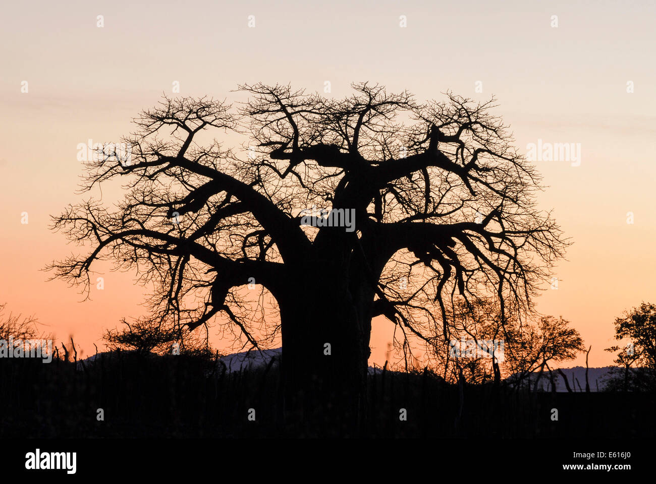 Baobab Tree (Adansonia digitata), in the evening light, Limpopo