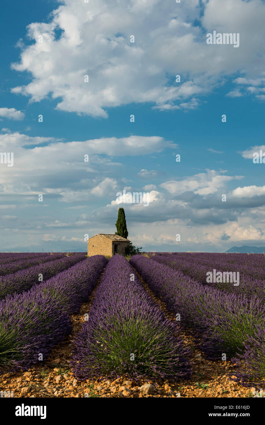 Small house with cypress in a lavender field, Plateau de Valensole, in Valensole, Provence, Provence-Alpes-Côte d'Azur, France Stock Photo