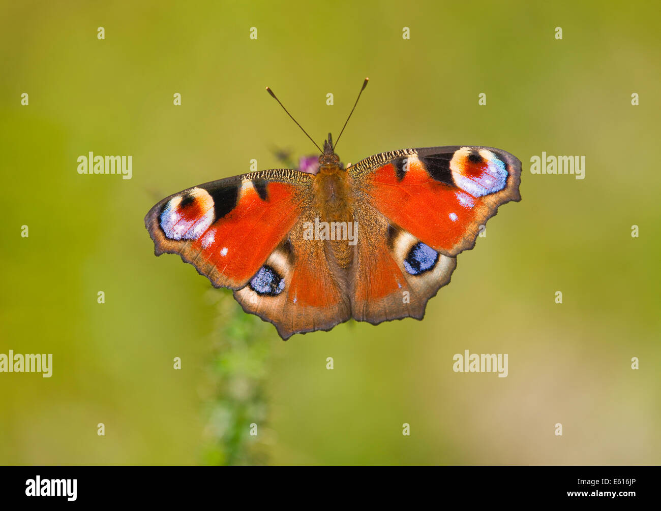 Peacock butterfly (Inachis io, Nymphalis io), Saxony-Anhalt, Germany Stock Photo