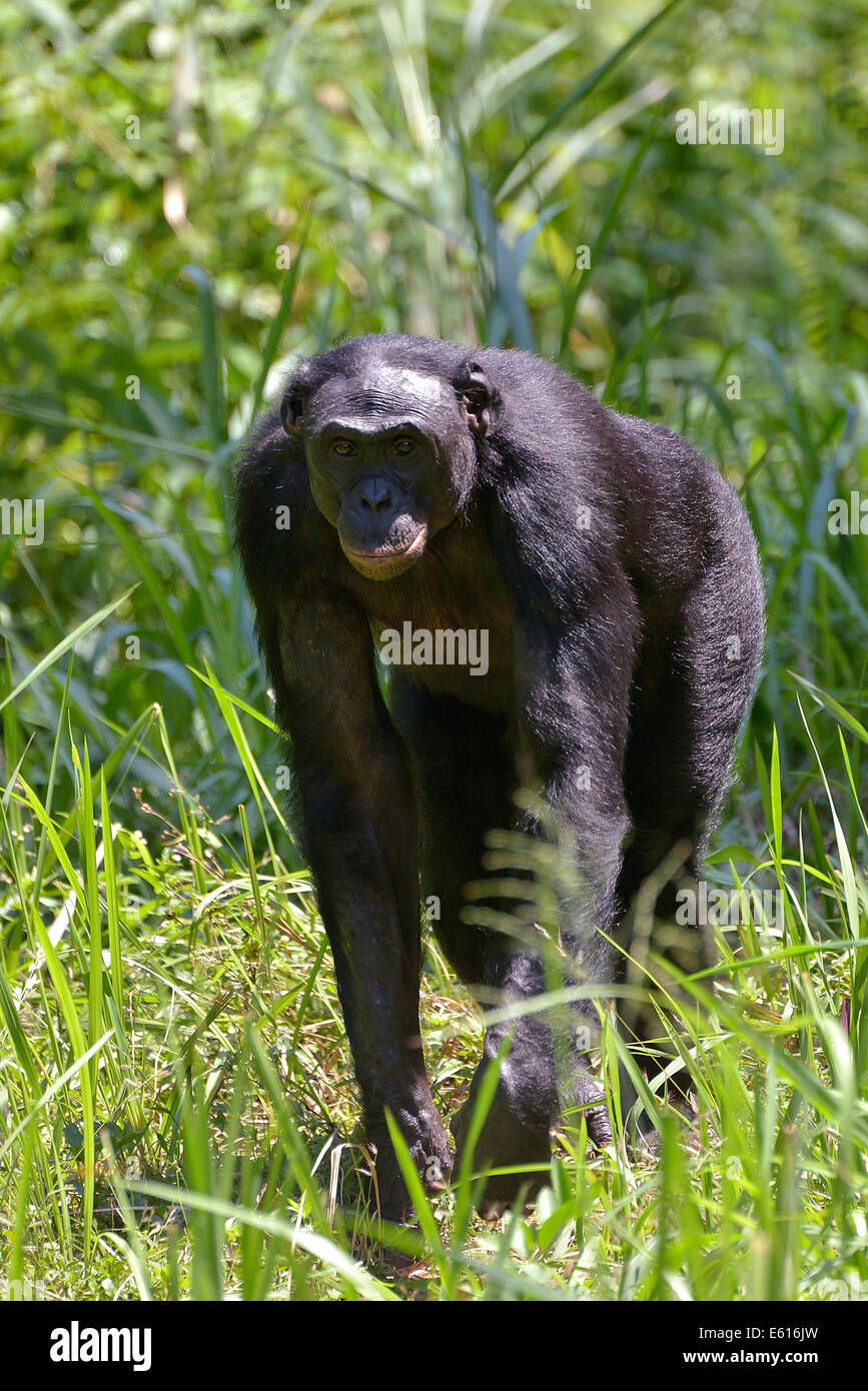 Bonobo (Pan paniscus), Lola ya Bonobo Sanctuary, Kimwenza, Mont Ngafula, Kinshasa, Democratic Republic of the Congo Stock Photo