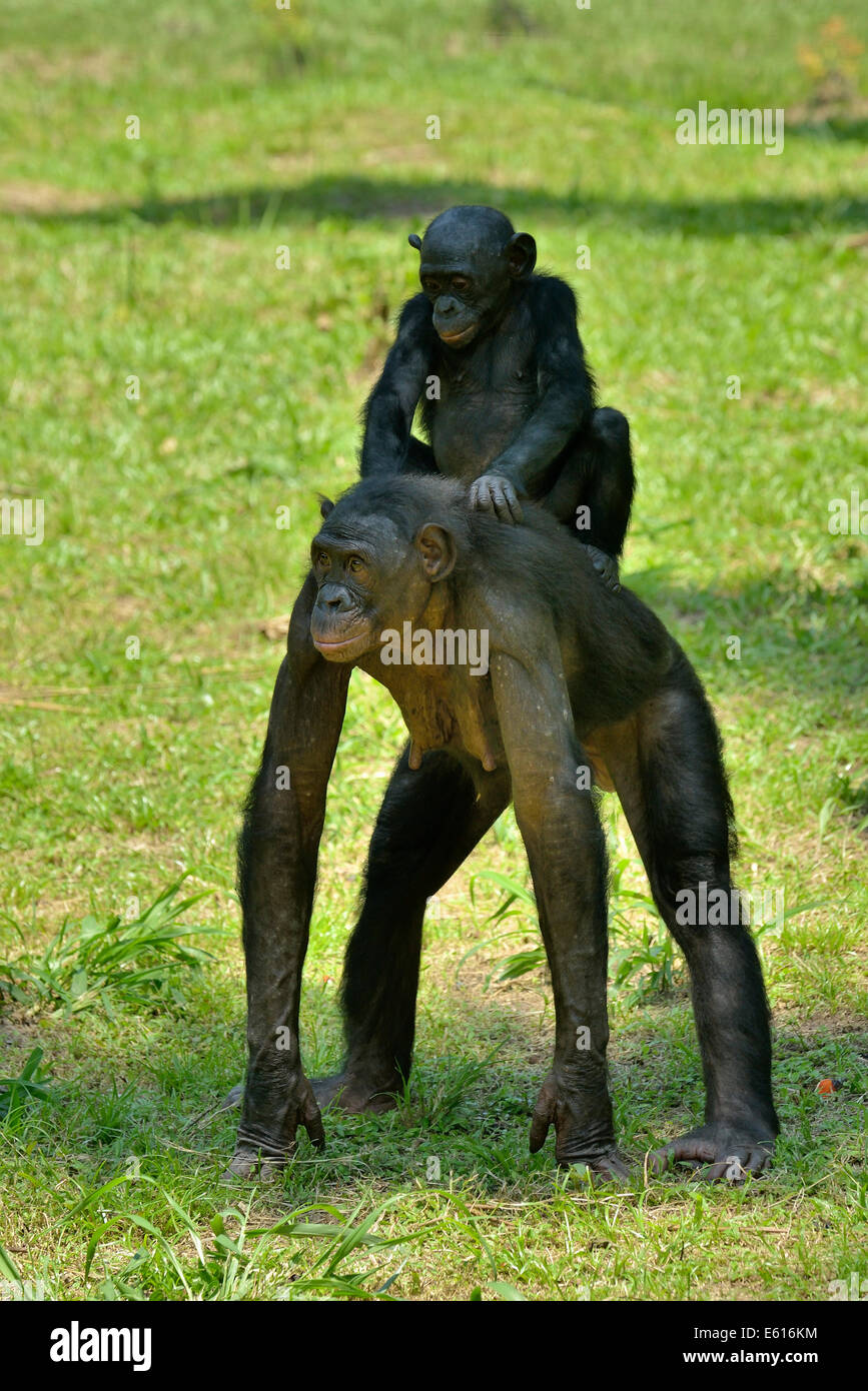 Bonobo (Pan paniscus), female with young on her back, Lola ya Bonobo ...