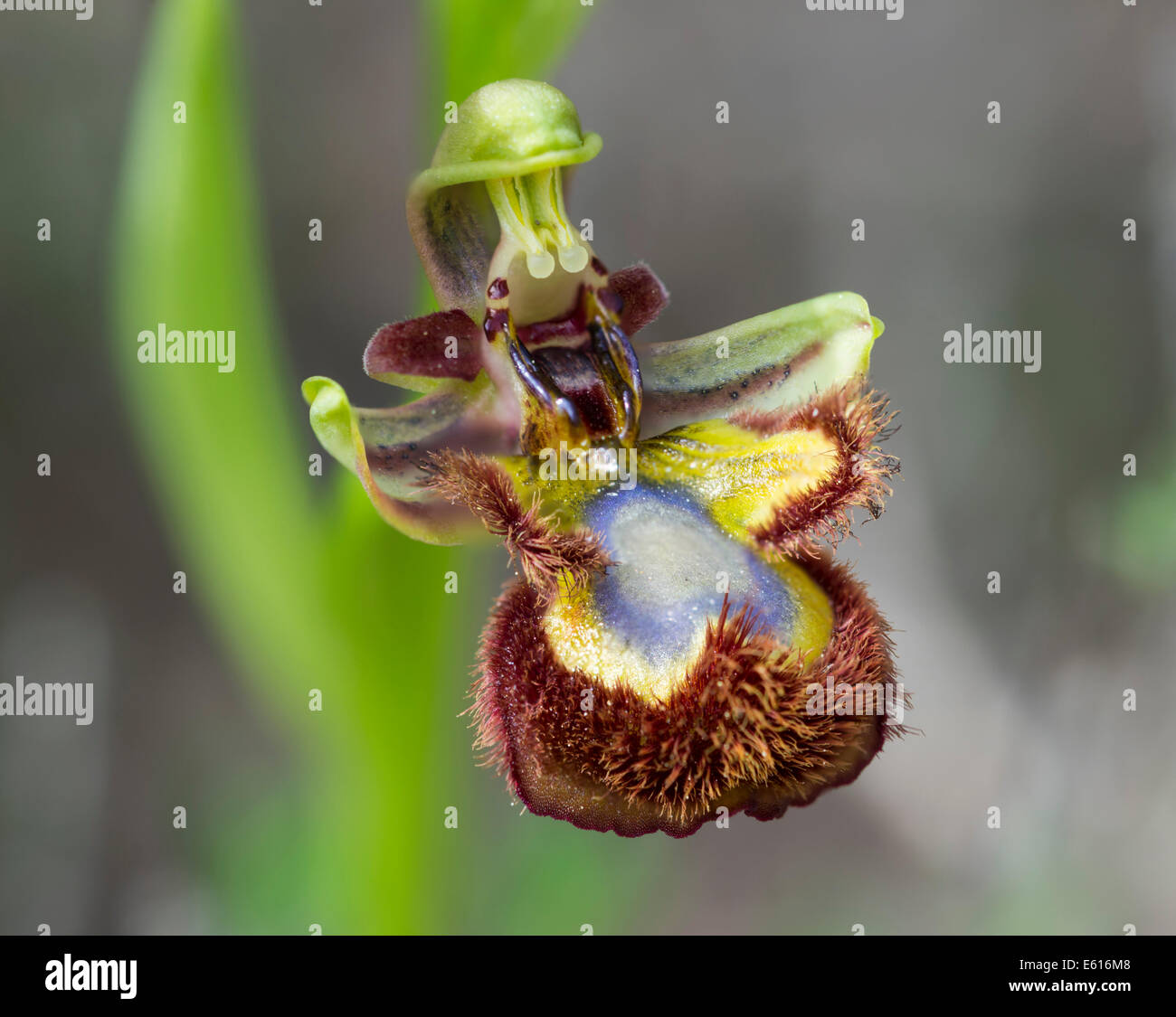 Mirror Orchid (Ophrys speculum), Andalusia, Spain Stock Photo