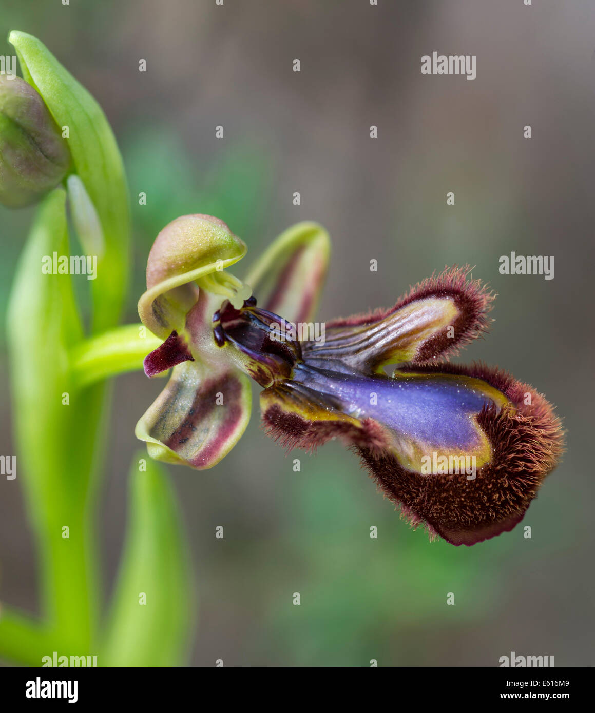 Mirror Orchid (Ophrys speculum), Andalusia, Spain Stock Photo