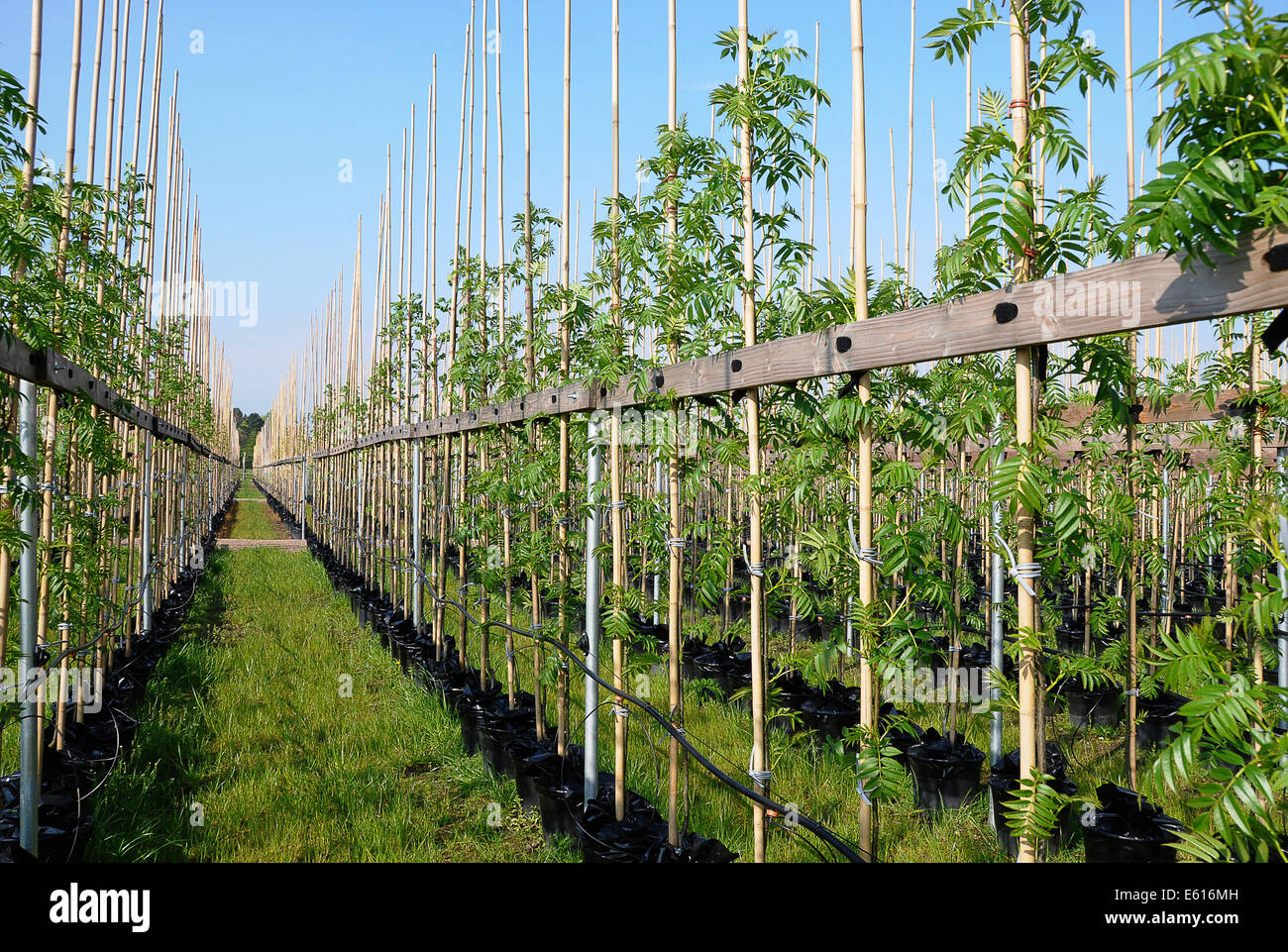 Ash trees fraxinus sp hi-res stock photography and images - Alamy