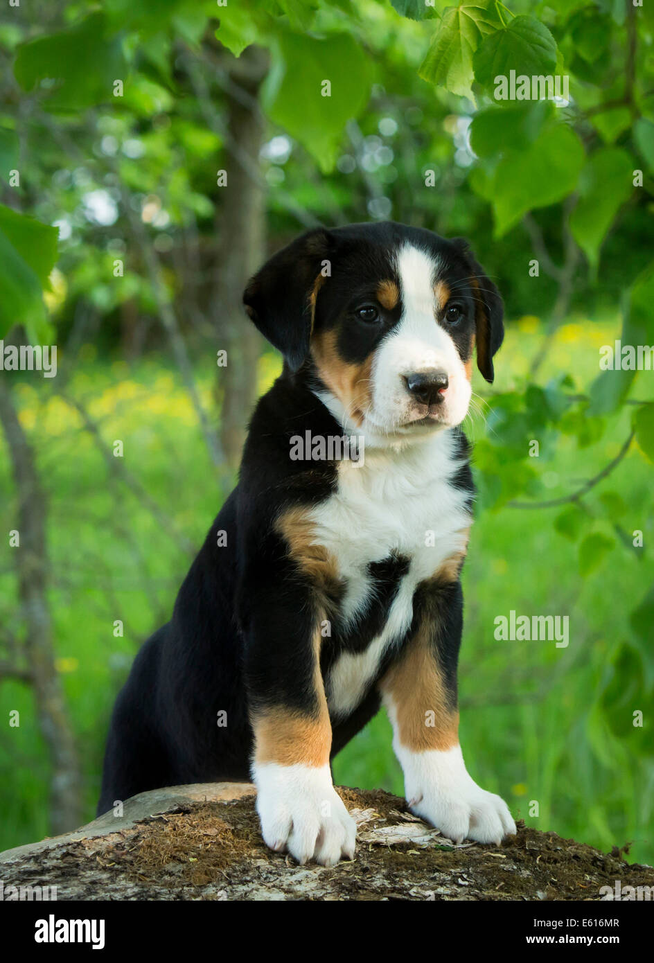 Greater Swiss Mountain Dog, puppy, Bavaria, Germany Stock Photo