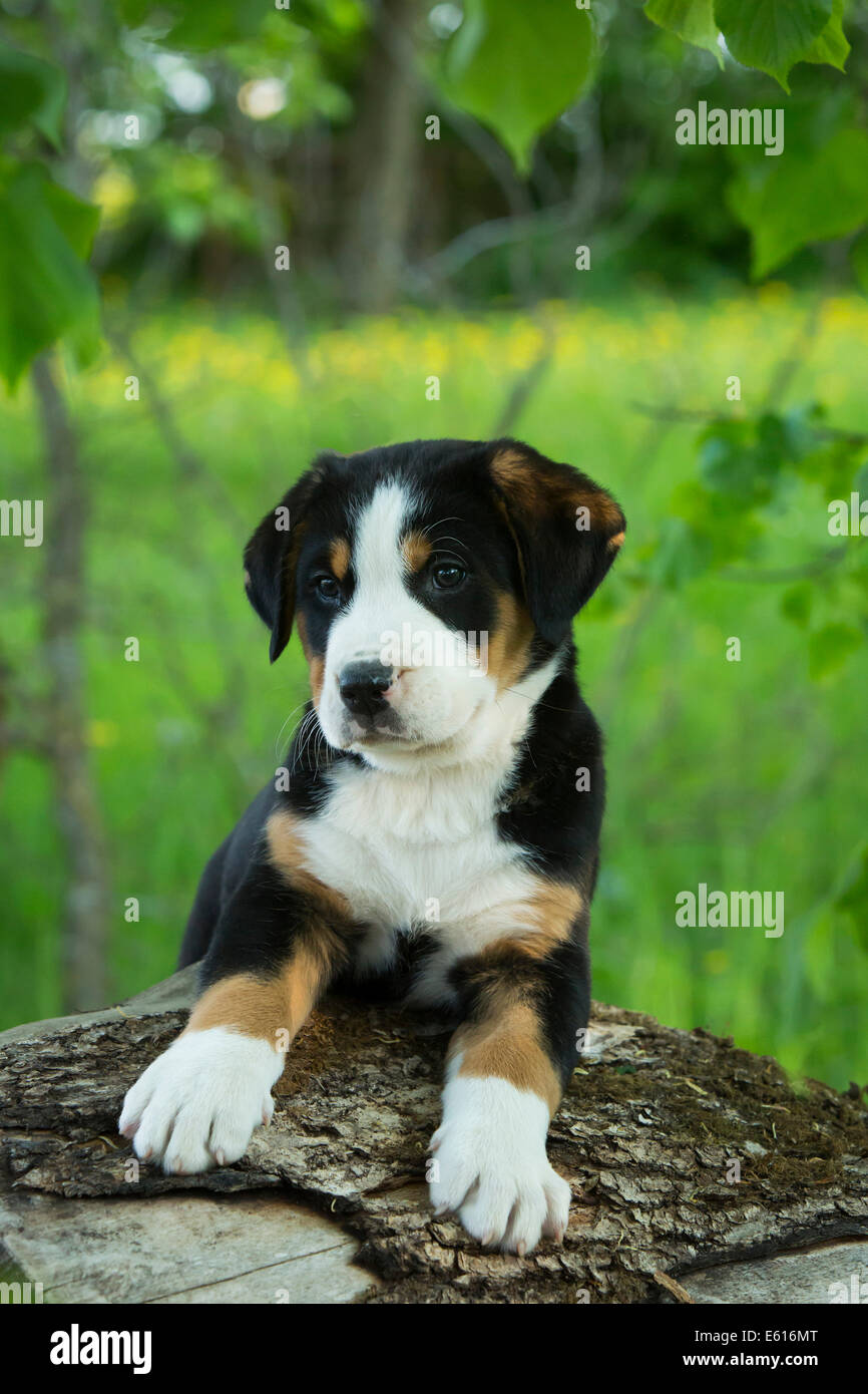Greater Swiss Mountain Dog, puppy, Bavaria, Germany Stock Photo