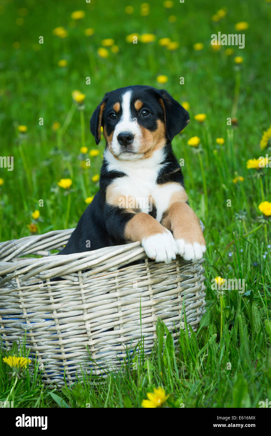 Greater Swiss Mountain Dog, puppy in a basket on a meadow, Bavaria, Germany Stock Photo