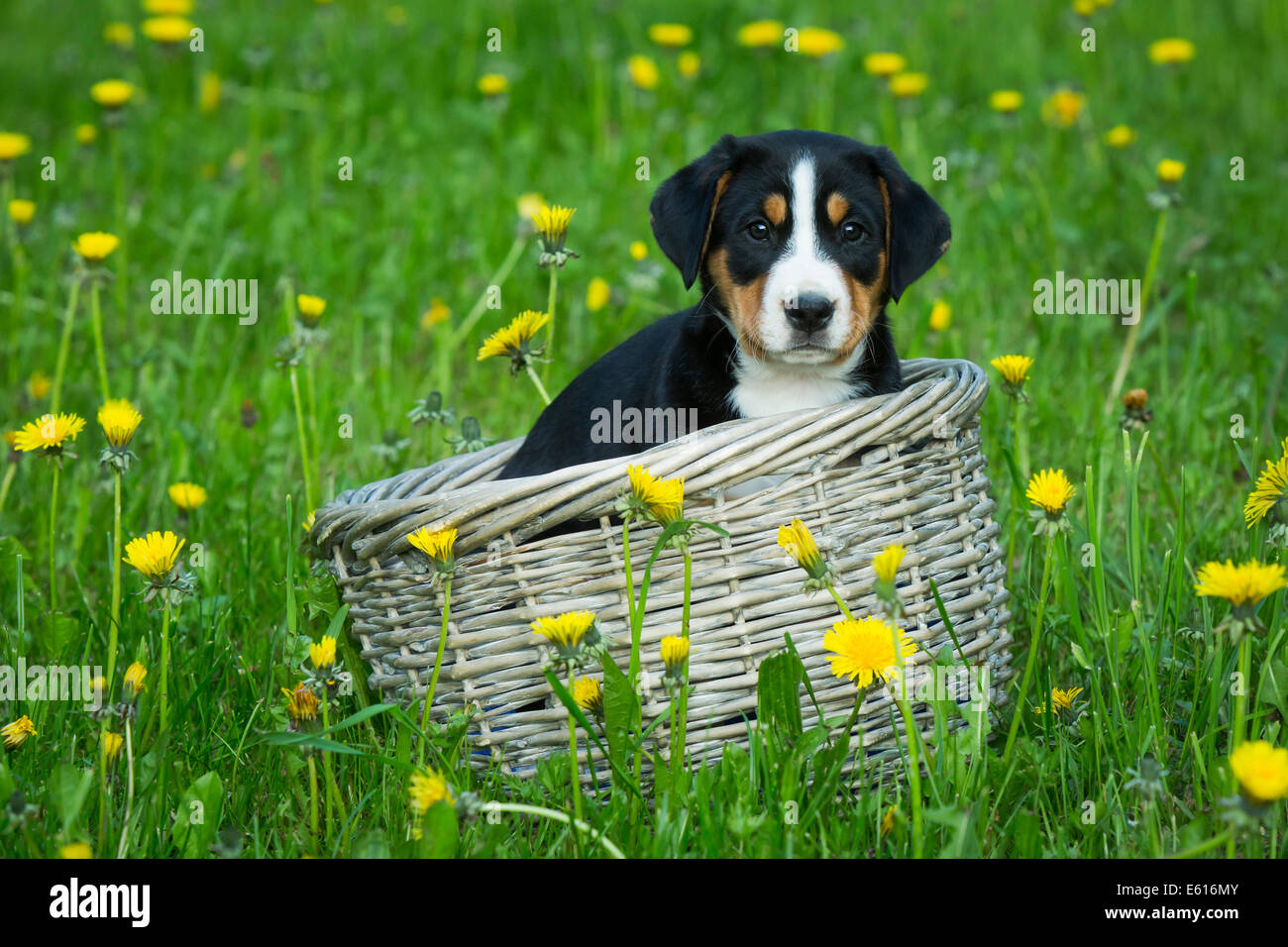 Greater Swiss Mountain Dog, puppy in a basket on a meadow, Bavaria, Germany Stock Photo