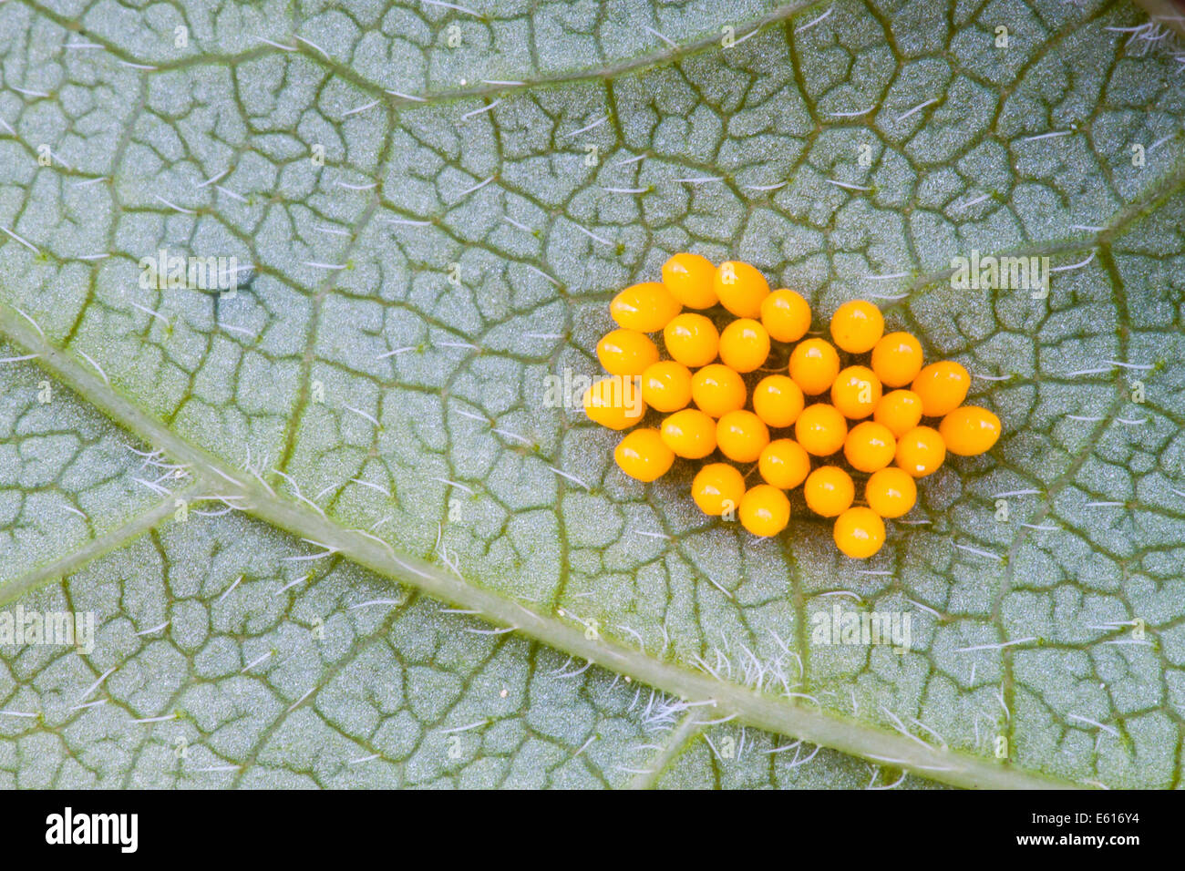 Eggs of a Seven-spot Ladybird (Coccinella septempunctata) on a leaf underside, North Hesse, Hesse, Germany Stock Photo