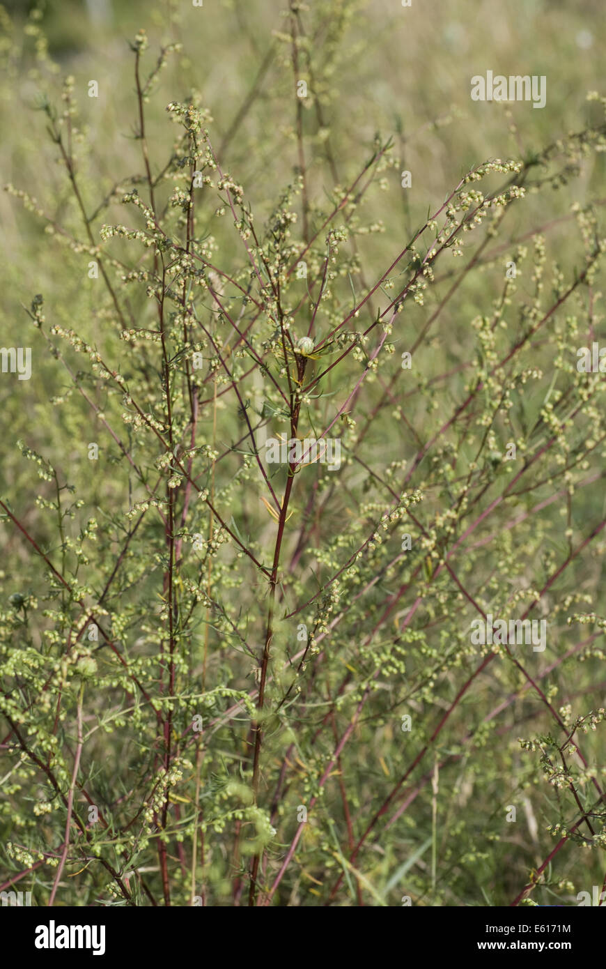 field wormwood, artemisia campestris Stock Photo
