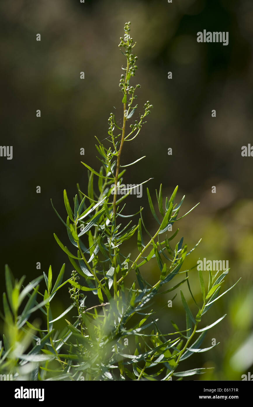 tarragon, artemisia dracunculus Stock Photo Alamy