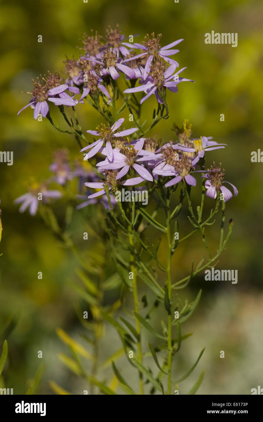 Aster weed hires stock photography and images Alamy