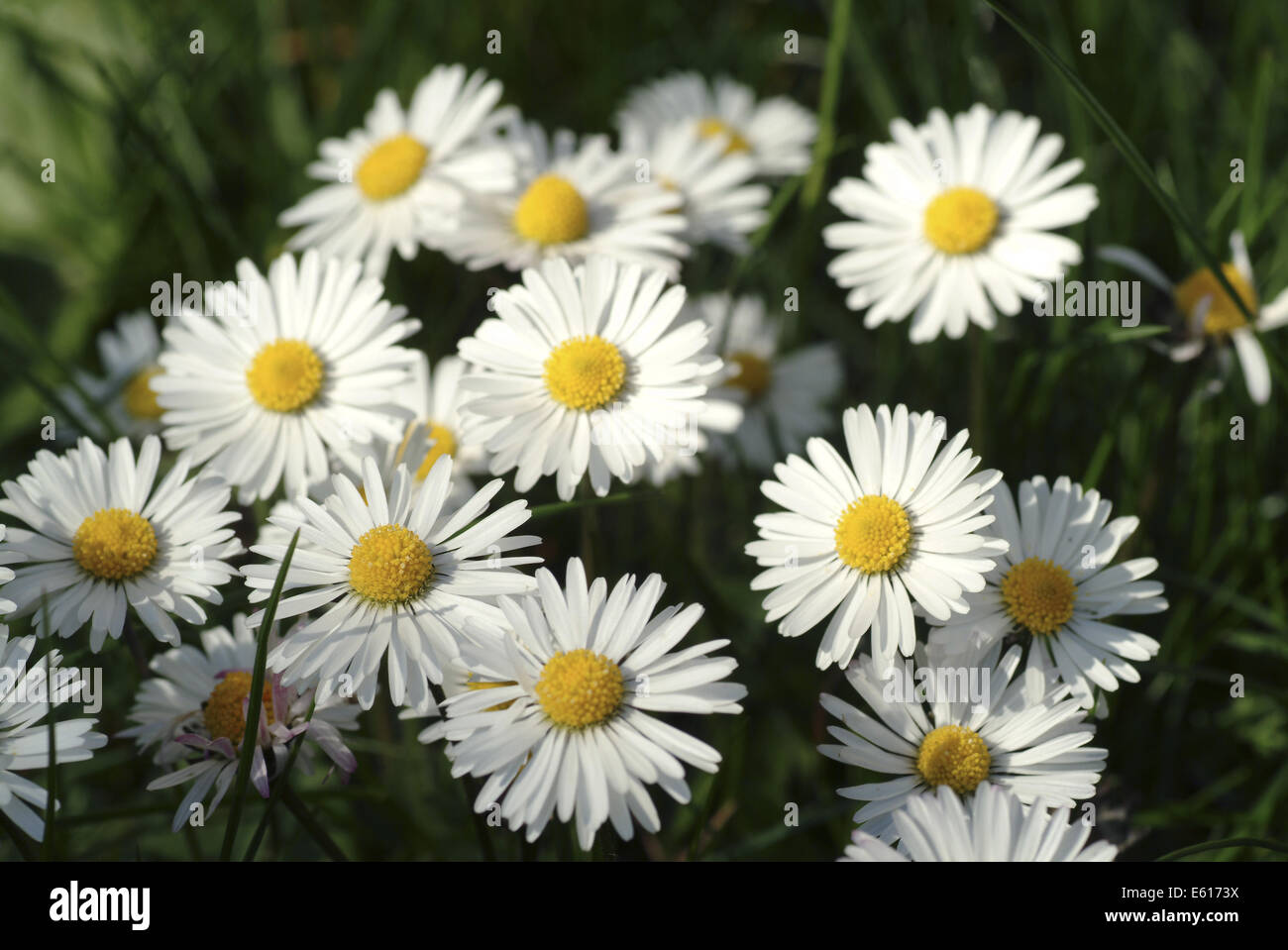 common daisy, bellis perennis Stock Photo