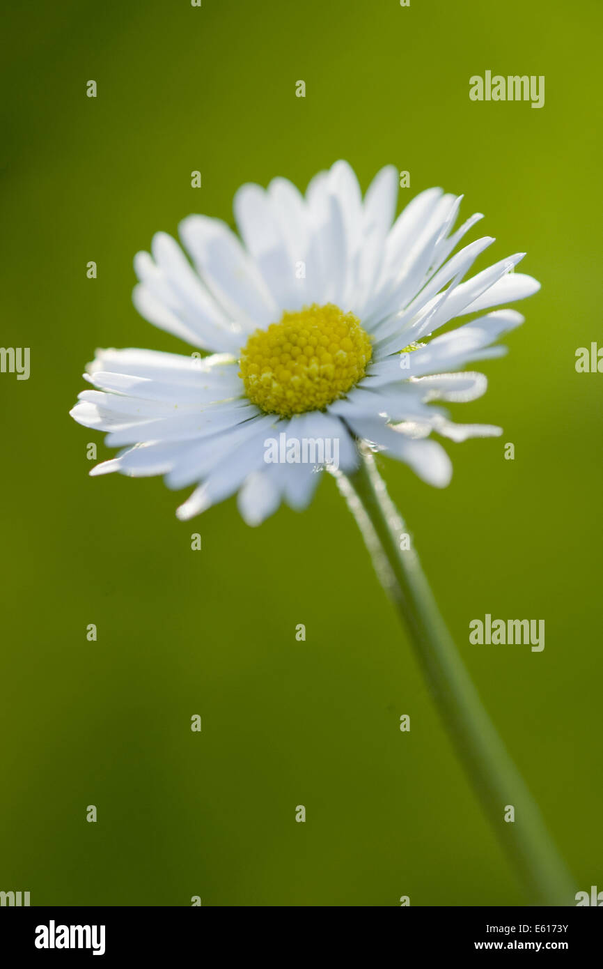 common daisy, bellis perennis Stock Photo