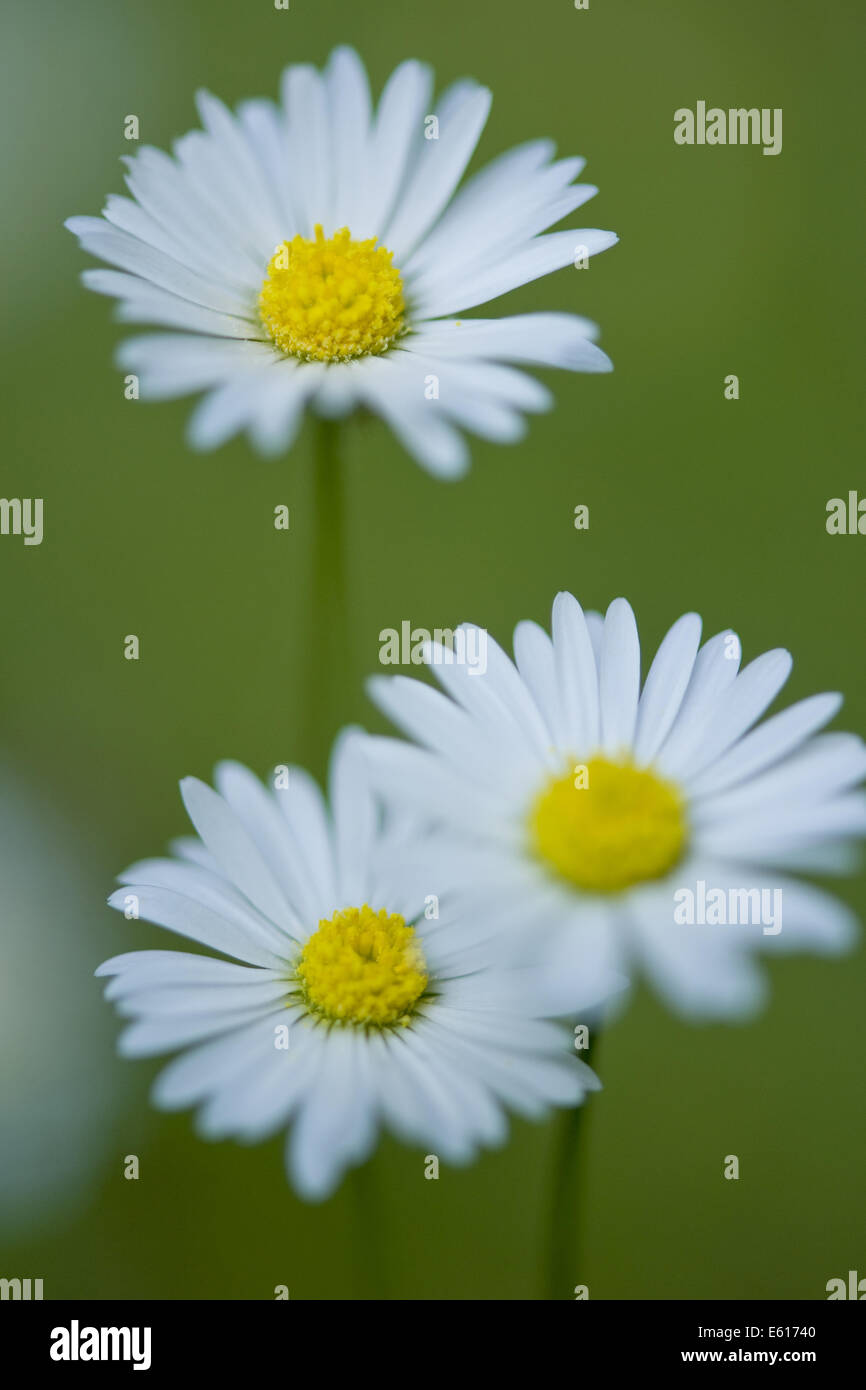 common daisy, bellis perennis Stock Photo