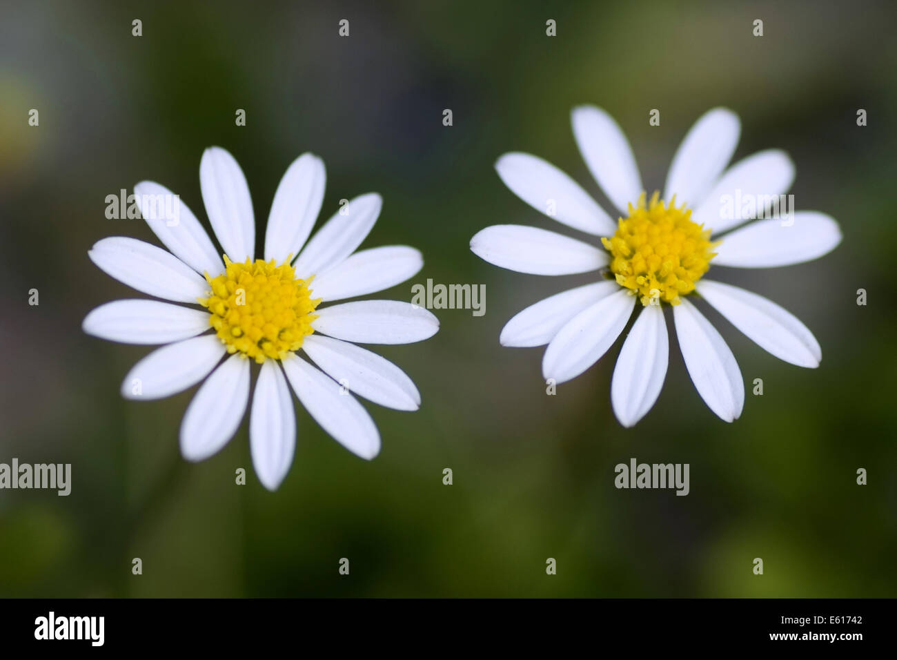 miniature daisy, bellium bellidioides Stock Photo