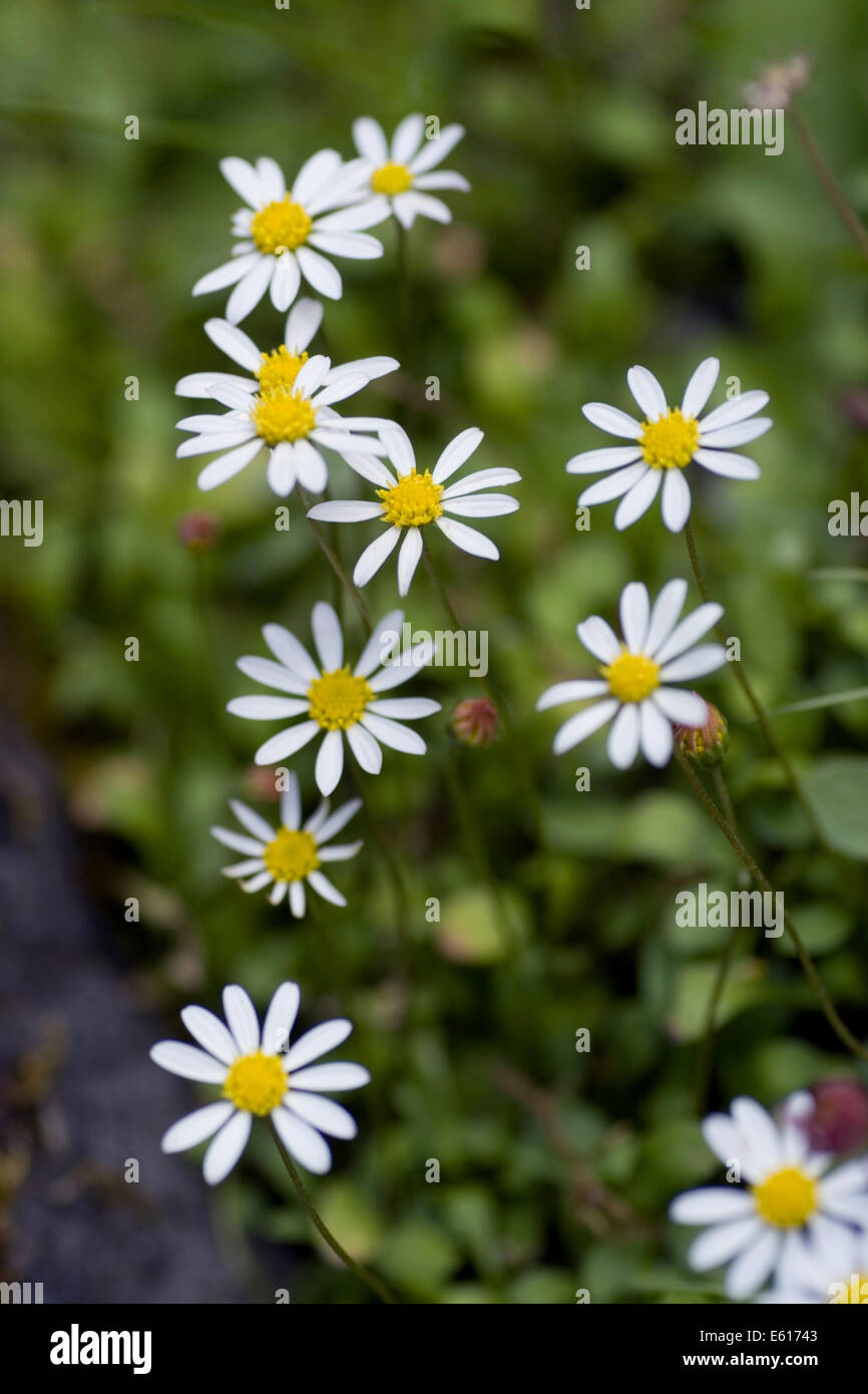miniature daisy, bellium bellidioides Stock Photo