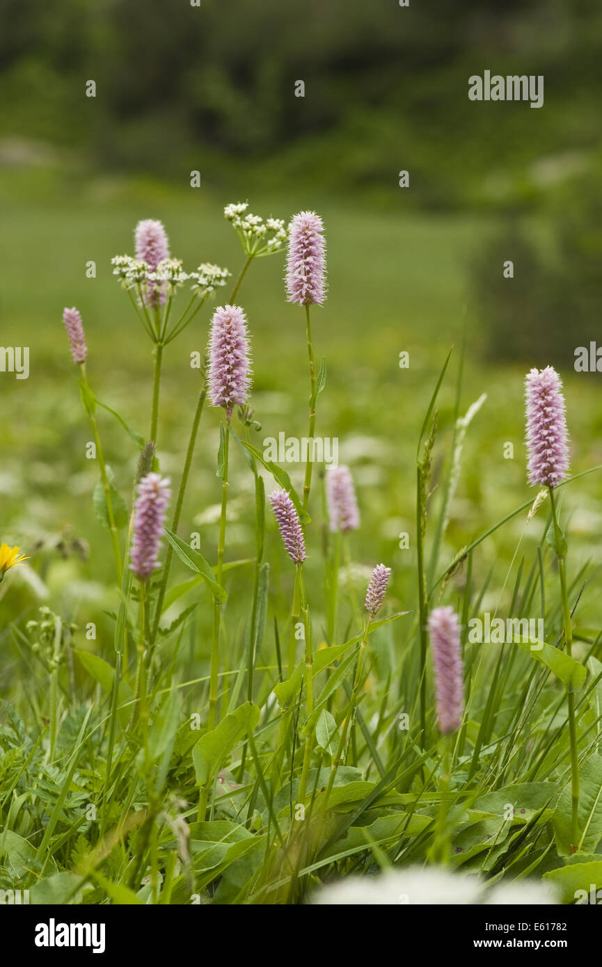 bistort, bistorta officinalis Stock Photo - Alamy