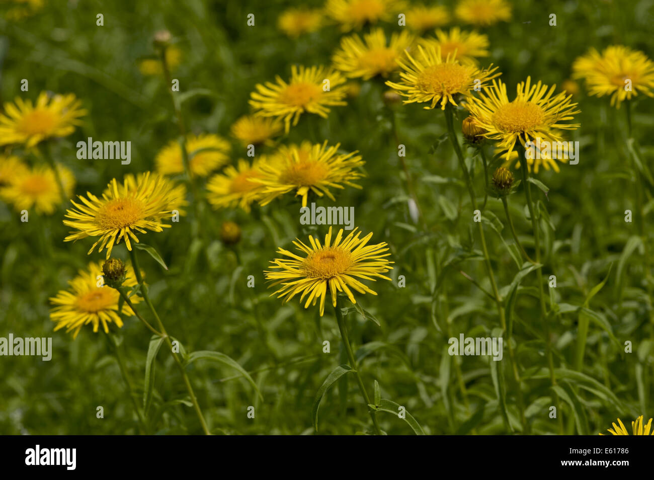 yellow oxeye daisy, buphthalmum salicifolium Stock Photo