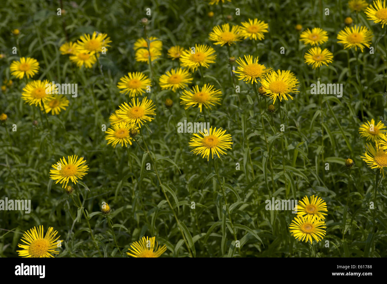 yellow oxeye daisy, buphthalmum salicifolium Stock Photo